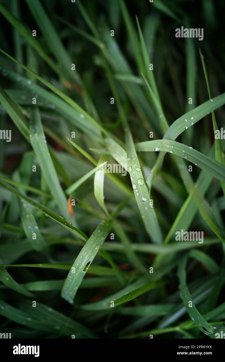 Bellissimo sfondo naturale di erba verde con rugiada e gocce d'acqua. Foto Stock