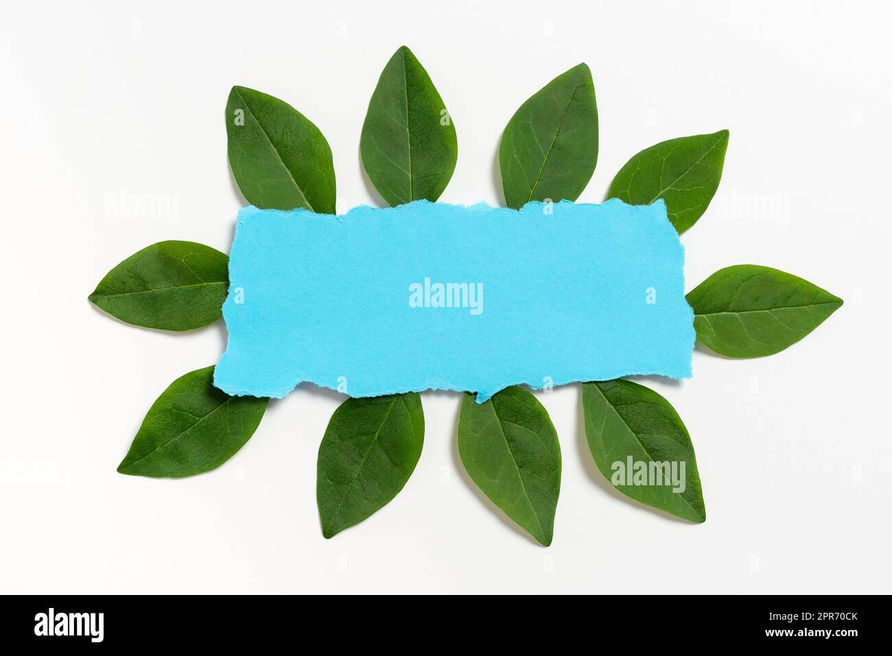 Carta a colori vuota collocata tra foglie fresche per il layout degli inviti e delle carte di auguri di matrimonio. Opuscolo creativo che circonda un foglio di cornici vuoto per il marketing aziendale. Foto Stock