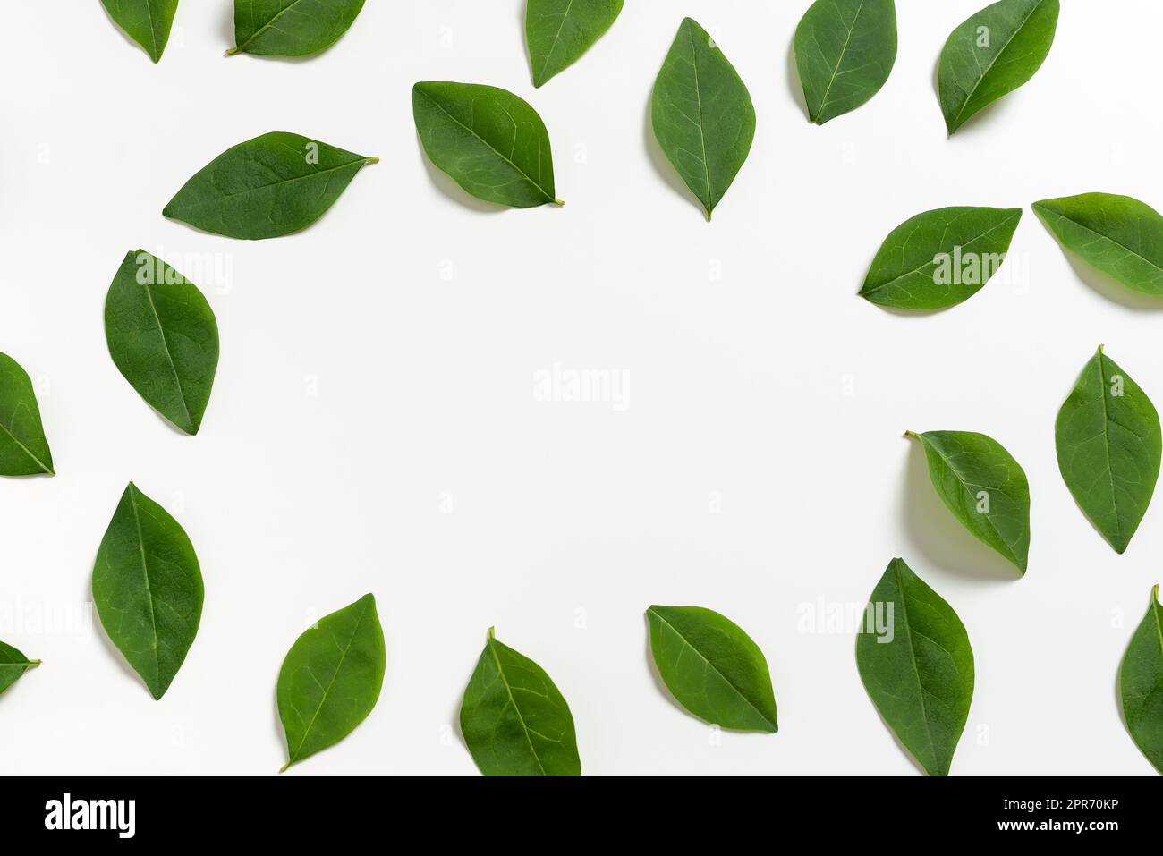 Testo testo vuoto per banner Web modello Mock-up materiale promozionale con foglio illustrativo. Raccolta di foglie fresche isolate sullo sfondo per la pubblicità aziendale. Foto Stock