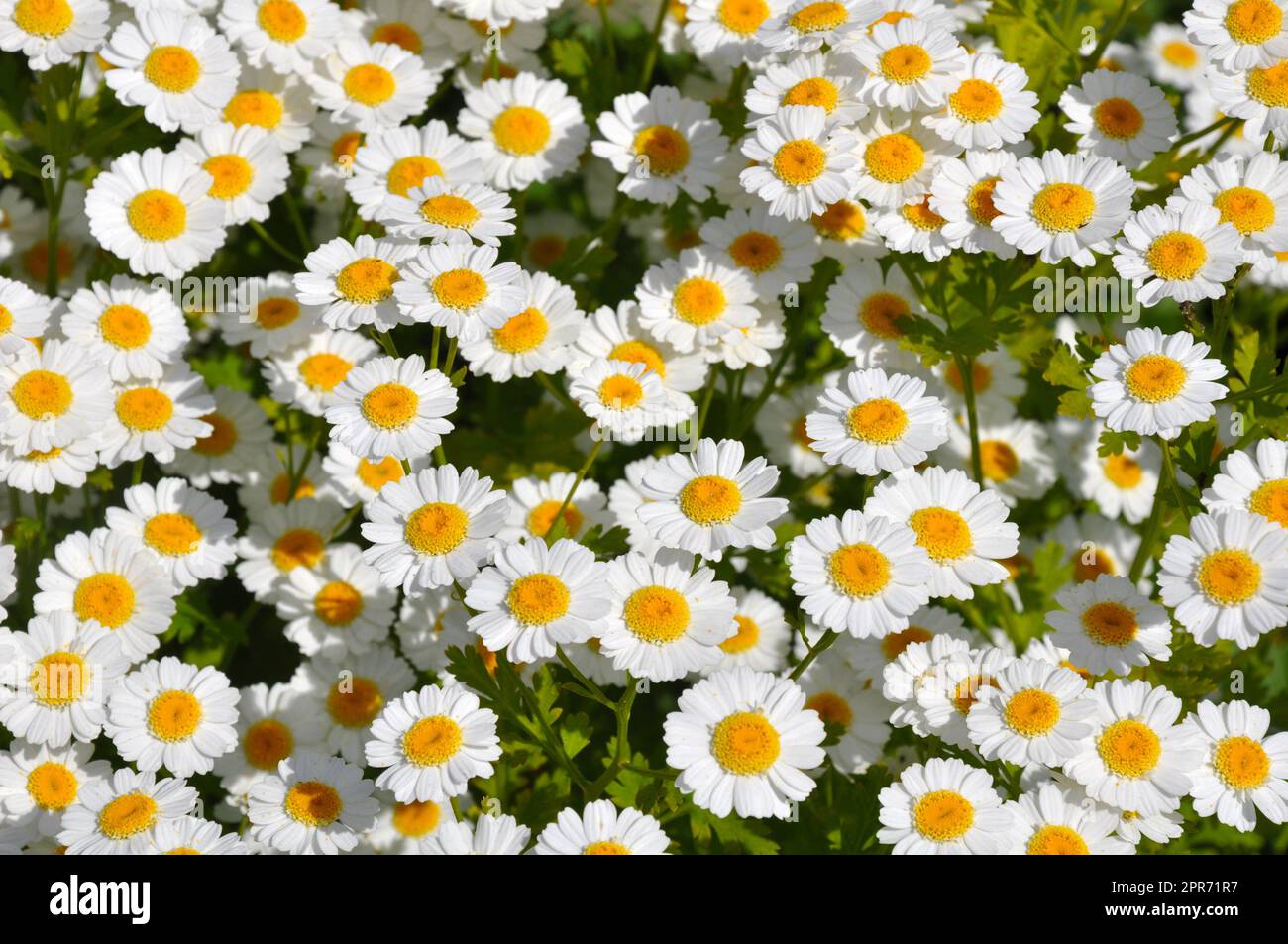 Piccole bellezze bianche a margherita Foto Stock