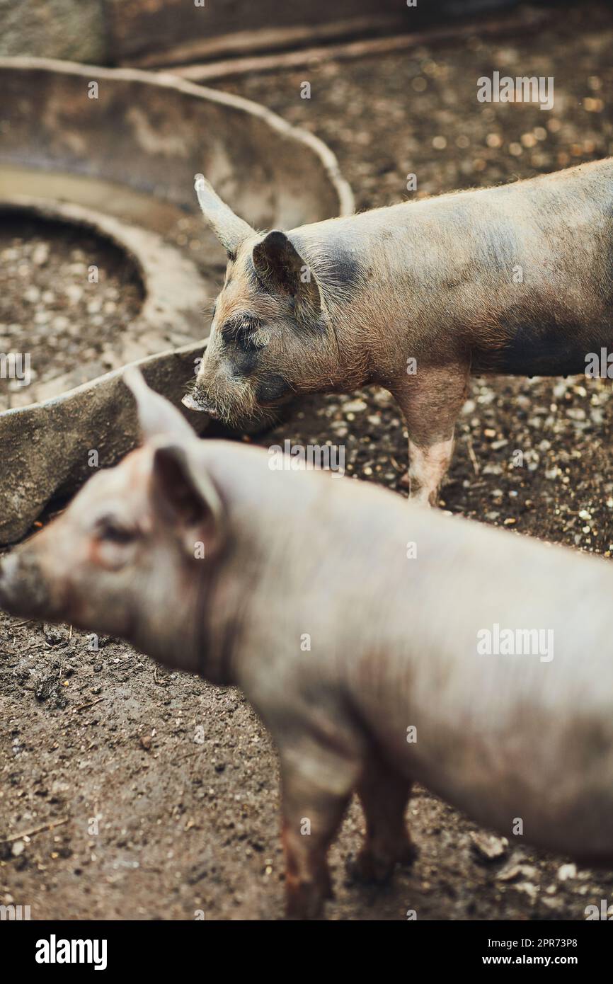 Questi maiali vengono a coppie. Un colpo tagliato di maiali nella loro penna su una fattoria all'esterno. Foto Stock