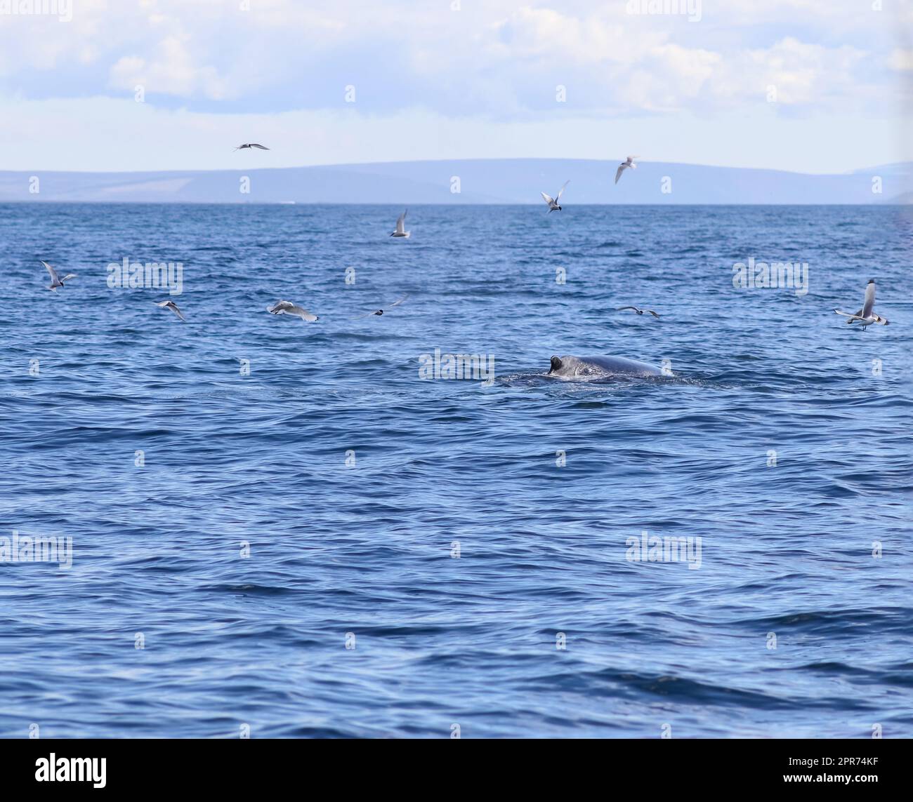 Primo piano della megattera al largo della costa islandese. Foto Stock