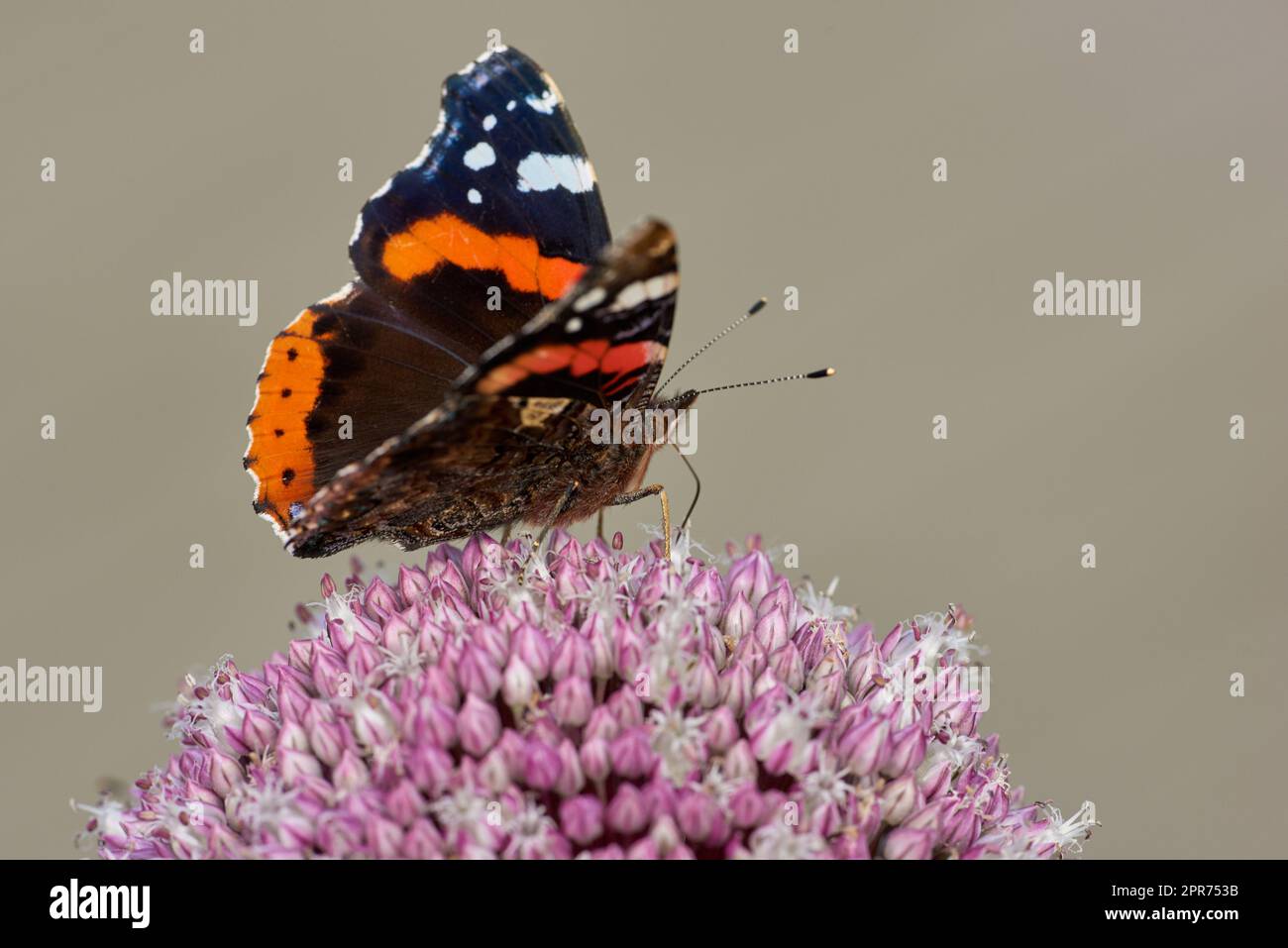 Primo piano della farfalla dell'ammiraglio rosso arroccata su un fiore rosa di cipolle di porro selvatico sullo sfondo della natura con spazio copioso. Una vanessa atalanta su allium ampeloprasum viola. Studiare insetti e farfalle Foto Stock