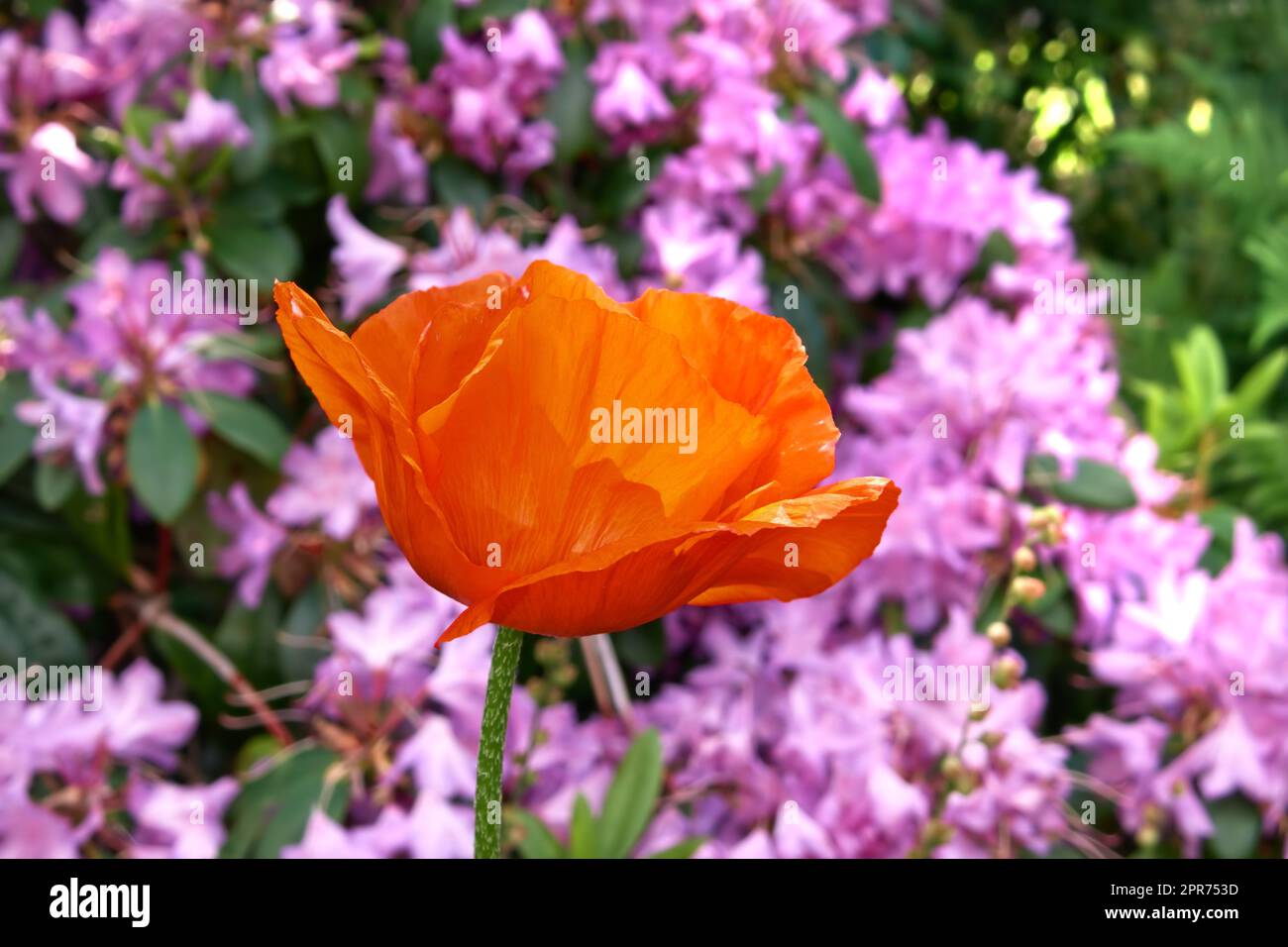 Fiore di rosa tropicana arancione fiorito in un giardino botanico in una giornata di sole all'aperto. Splendida pianta fiorita in un lussureggiante campo verde in primavera. Flora fiorente nel suo ambiente naturale Foto Stock