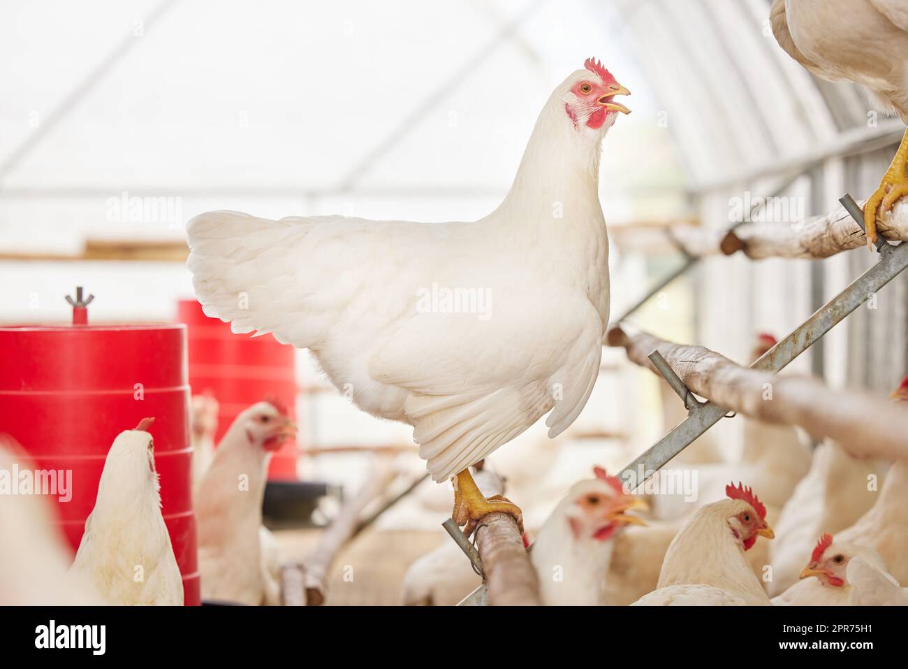 Questo piccolo pollo ha qualcosa da dire. Shot di polli in una fattoria. Foto Stock