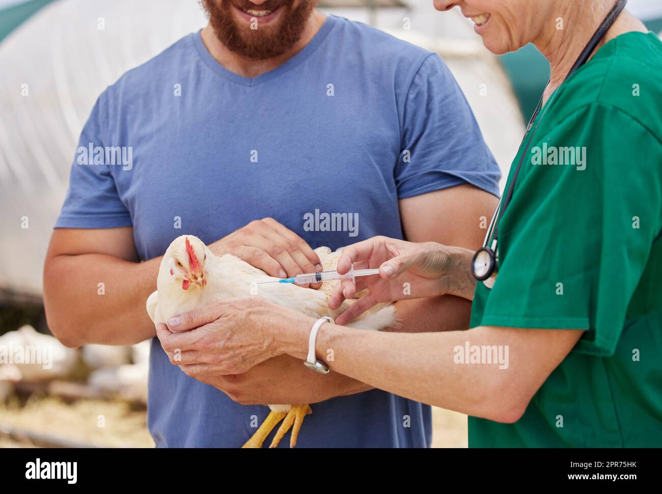 Un uccello malato può infettare tutto il gregge. Shot di un veterinario che dà un'iniezione ad un pollo in un allevamento di pollame. Foto Stock
