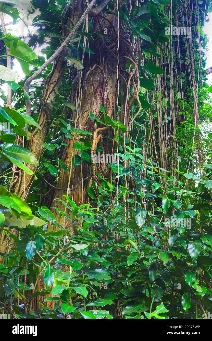 Alto albero con viti selvatiche e germogli che crescono in una foresta verde alle Hawaii, Stati Uniti. Una tranquilla foresta pluviale nella natura con vedute panoramiche di modelli e texture naturali, zen e bellezza nascosti in una giungla Foto Stock