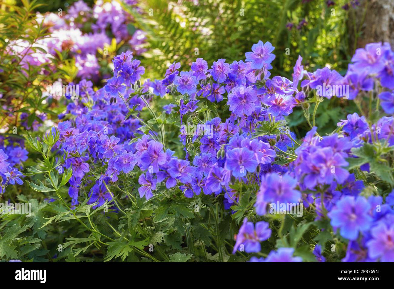 Fiori viola che crescono in un giardino primaverile. Molte piante brillanti fiorite a becco nudo contrastano in un parco verde. Fiori colorati in un arbusto ornamentale. Bellissime piante perenni che prosperano nella natura Foto Stock