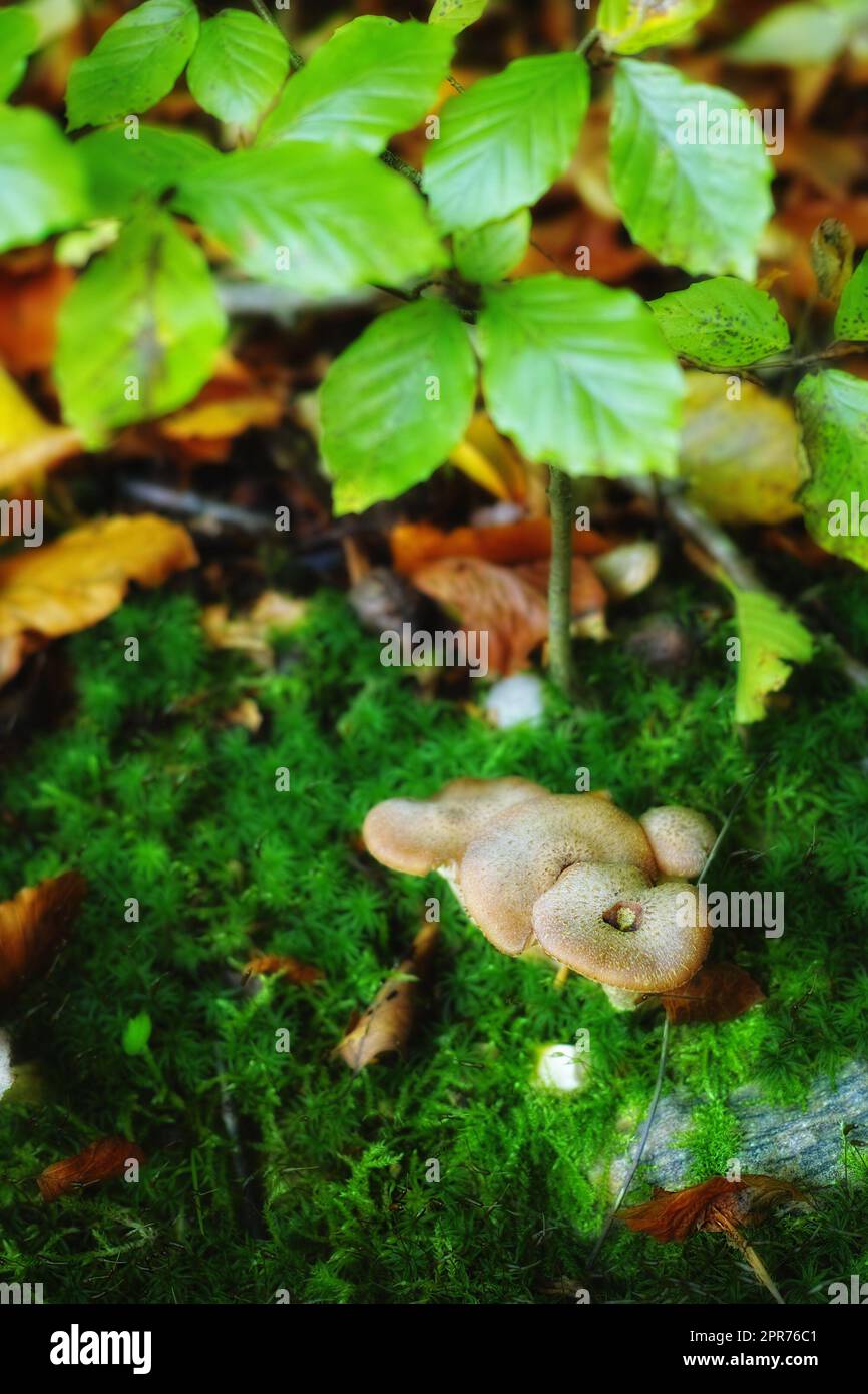 Primo piano sui funghi che crescono in una foresta verde. Piccoli funghi bianchi che prosperano tra il muschio lichene dal terreno sotto una pianta alberata. Gruppo di germogli commestibili selvatici tra piantagioni verdi Foto Stock