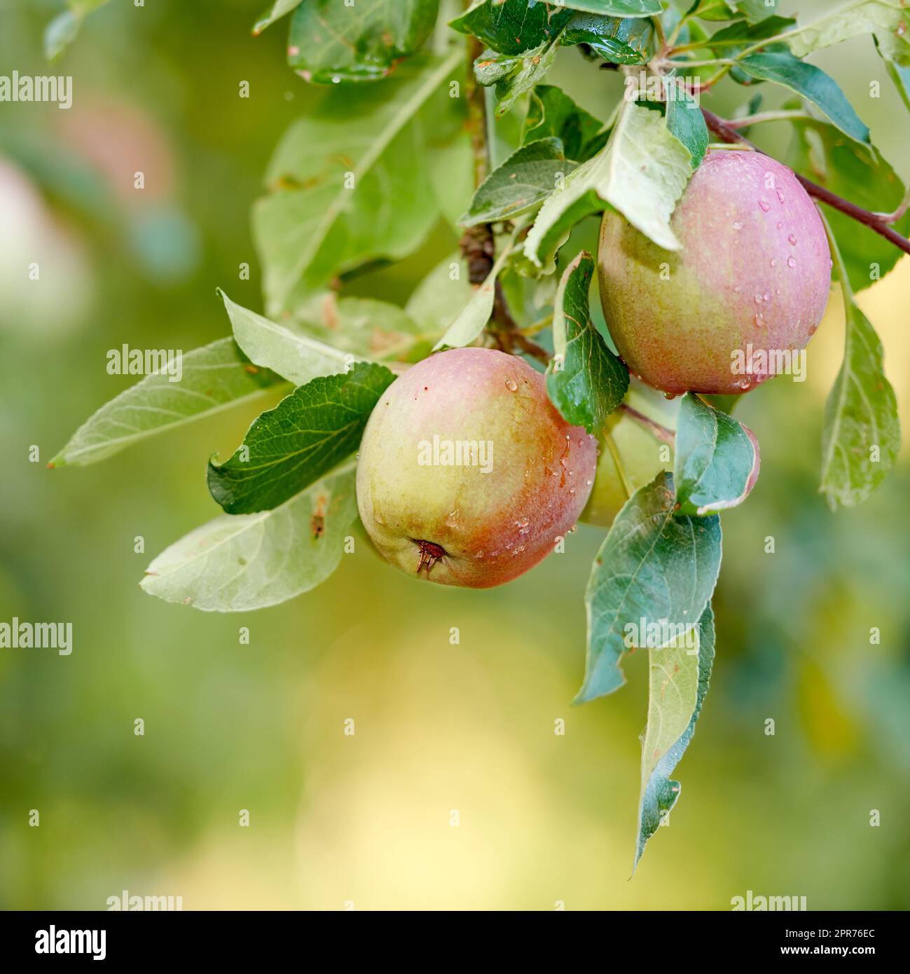 Primo piano delle mele rosse che maturano su un ramo del gambo di un albero di mele in una fattoria di frutteto in una remota campagna con bokeh. Coltivare frutta fresca e sana da snack per nutrizione e vitamine in un'azienda agricola sostenibile Foto Stock