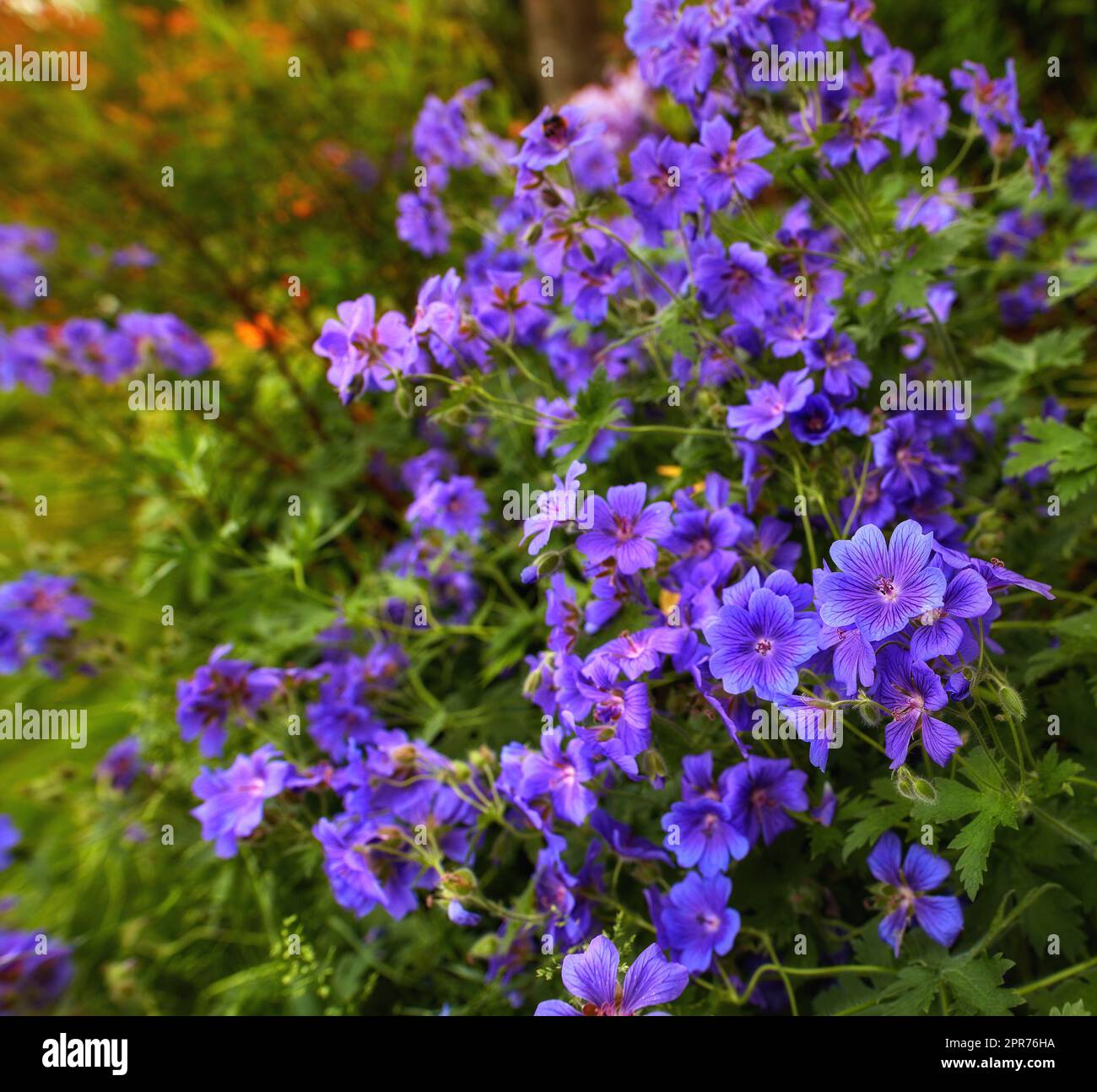 Un mazzo di bellissime e delicate Gru di legno Bill fiori di iride e geranio viola nel parco. Una gru in fiore in un giardino botanico. Un fiore viola in fiore nel cortile al sole di mezzogiorno. Foto Stock