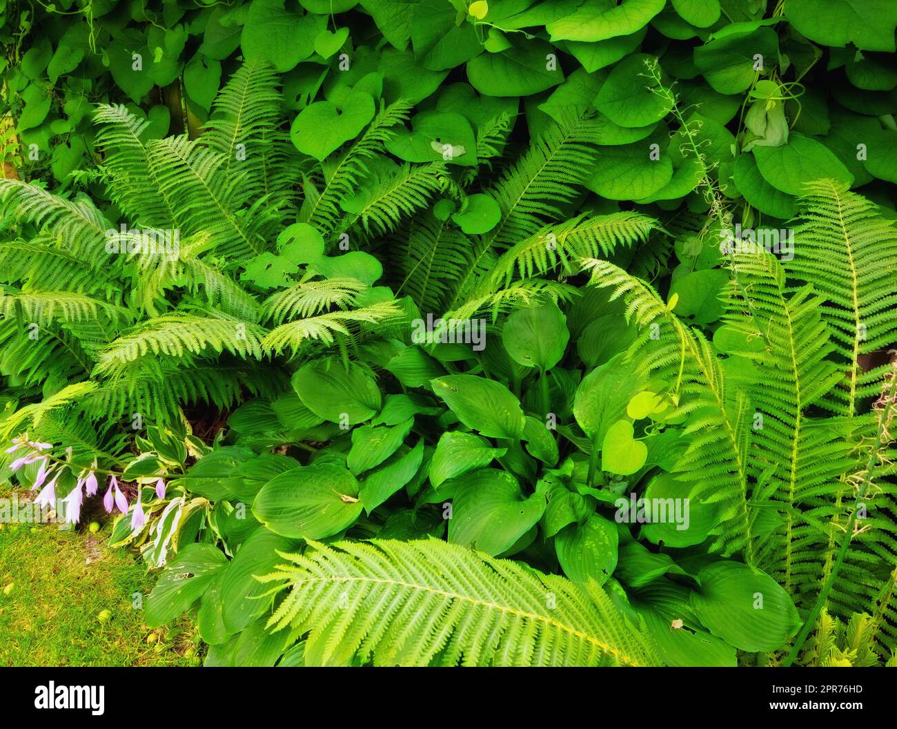 Felce e piante tropicali in giardino in una giornata di sole. Molti tipi di arbusti verdi nel cortile con fogliame verde felce floreale naturale e piante miste. Bella piccola vegetazione verdastra. Foto Stock