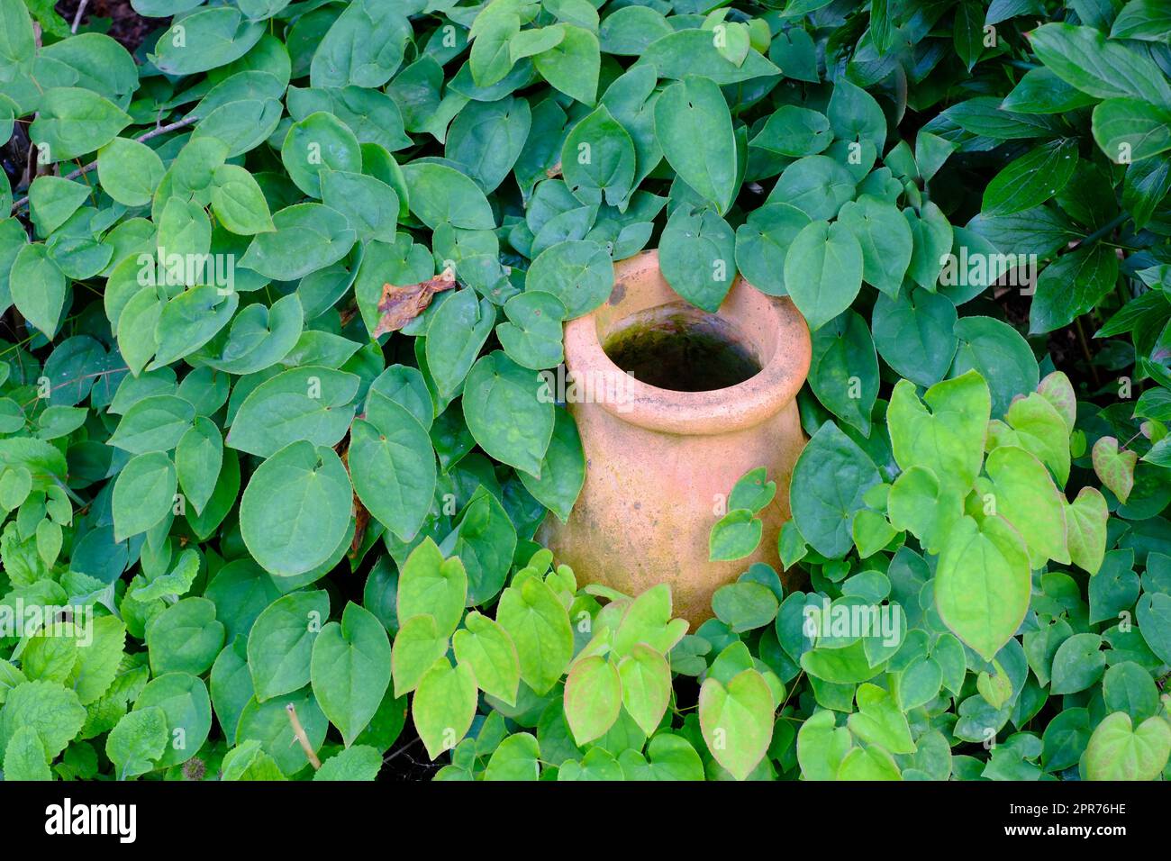 Un vaso di colore marrone e' conservato nel lussureggiante giardino verde. Un vecchio vaso d'epoca ricoperto di foglie verde smeraldo. Vaso di argilla circondato da diversi tipi di piante con uno sfondo verde naturale. Foto Stock