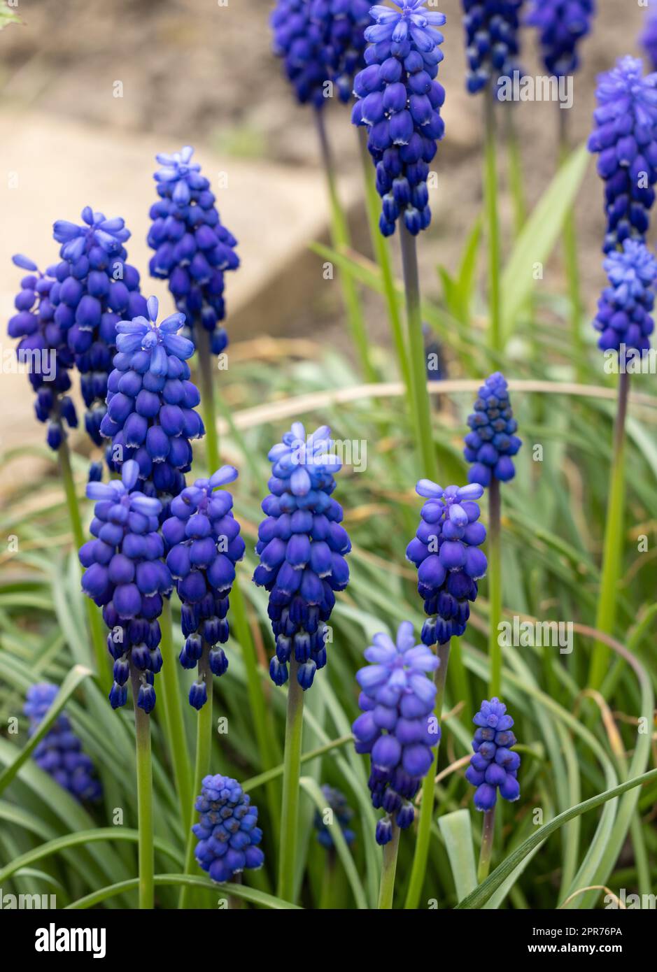 Uva giacinto Muscari Armeniacum fioritura in Primavera. Foto Stock