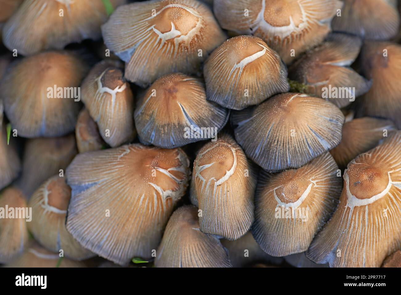 Un primo piano di molti comuni funghi inkcap che crescono in natura con dettagli delle texture e dei motivi marroni. Funghi commestibili crudi e freschi con cappucci di inchiostro in abbondanza coltivati all'aperto in un giardino o in una fattoria Foto Stock