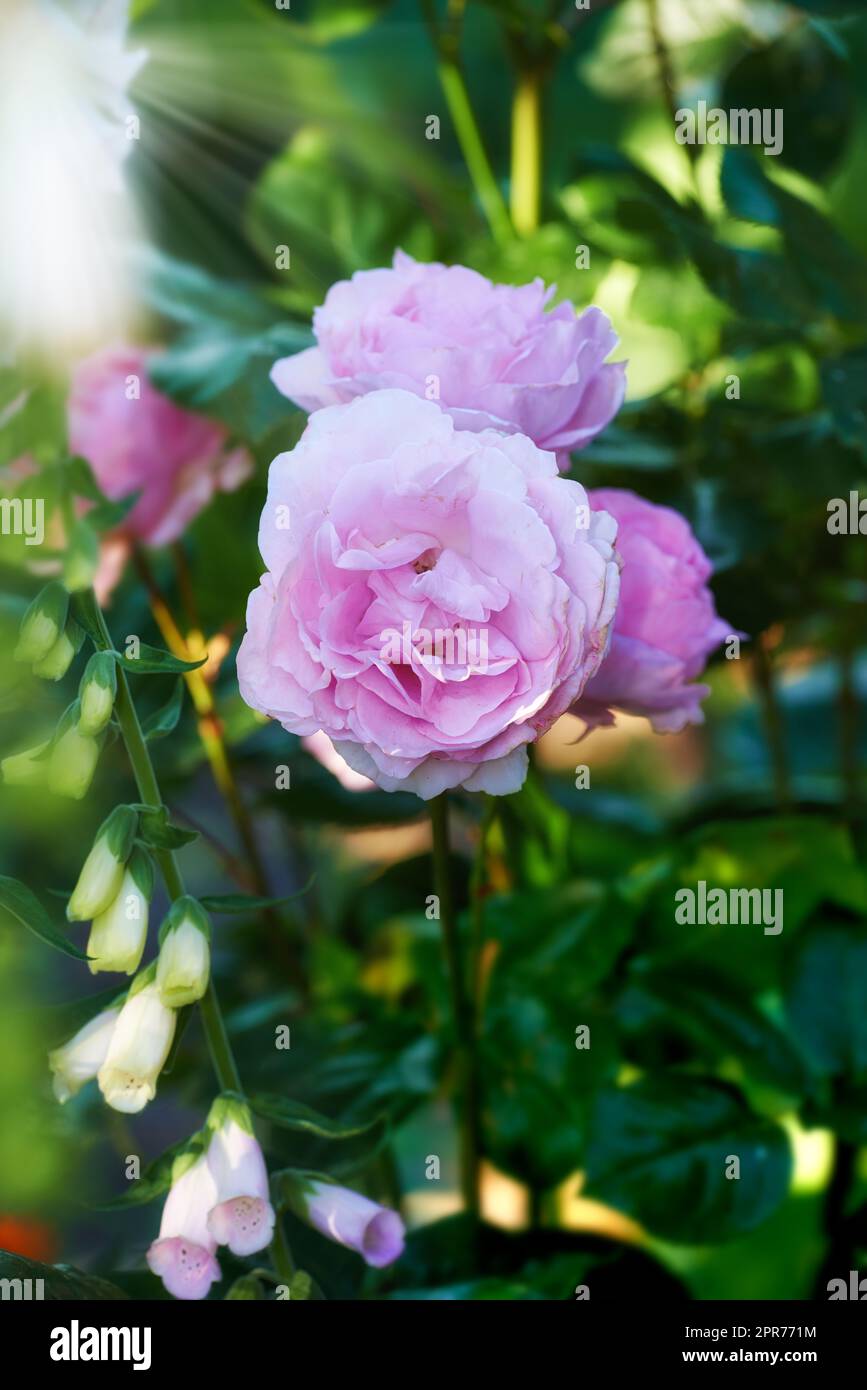 Una bella rosa rosa che fiorisce su un albero in un giardino. Primo piano di un bel fiore estivo che cresce in natura. Petali che fioriscono su una pianta floreale. Fioritura in un parco in primavera Foto Stock