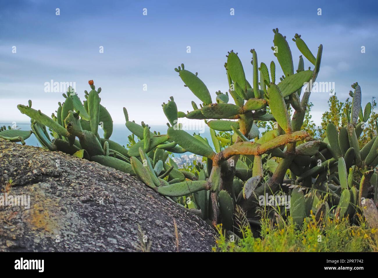 Primo piano di piante grasse e erba selvatica che cresce tra le rocce di una montagna. Cactus che crescono su un masso vicino a Hout Bay a città del Capo. Piante indigene sudafricane sul mare in estate Foto Stock