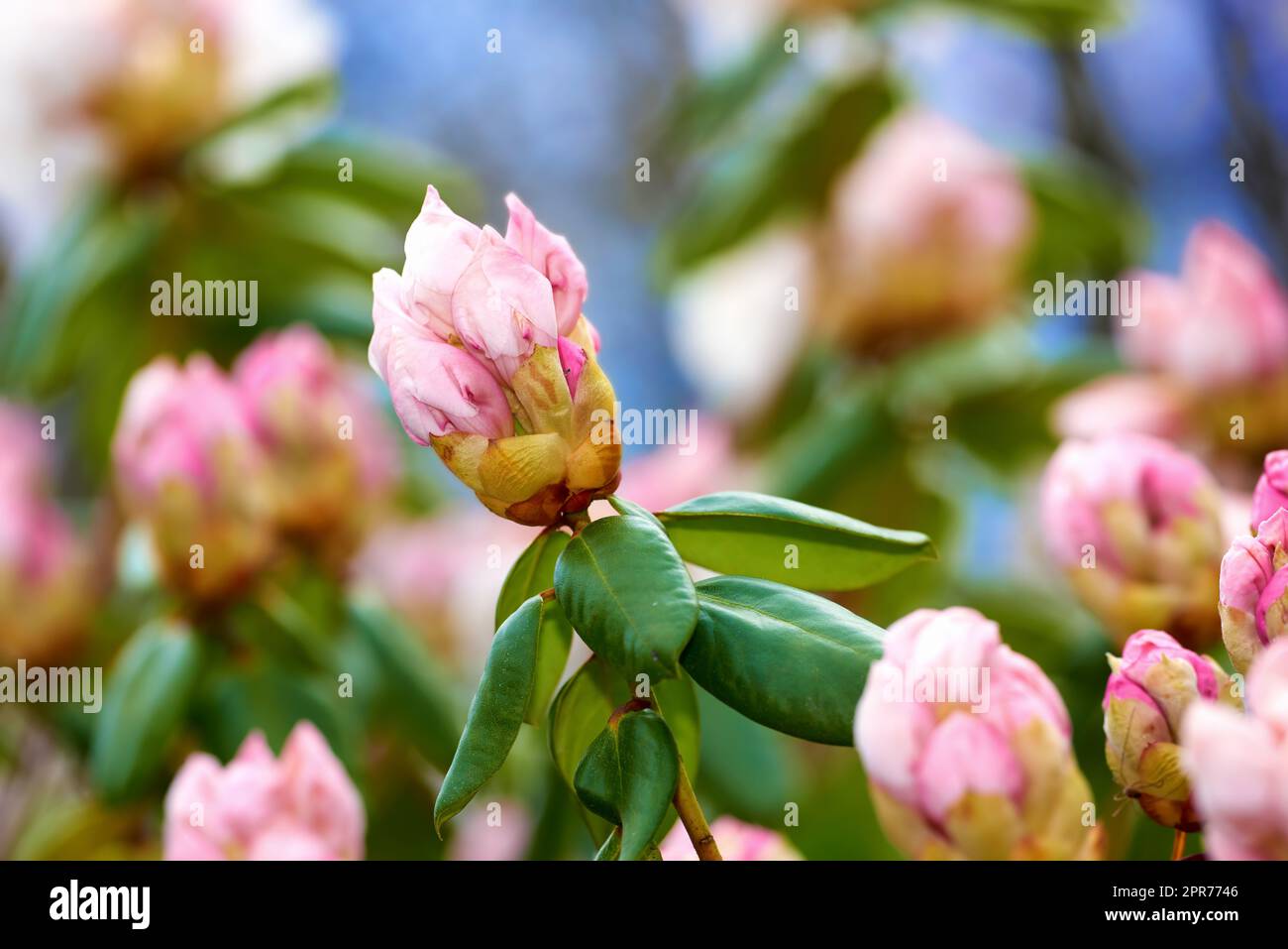 Primo piano dei fiori rosa in un parco in primavera all'aperto. Rhododendron fiorisce in procinto di aprirsi, crescendo in un cespuglio su uno sfondo verde sfocato in un giardino botanico. Nuova crescita stagionale Foto Stock