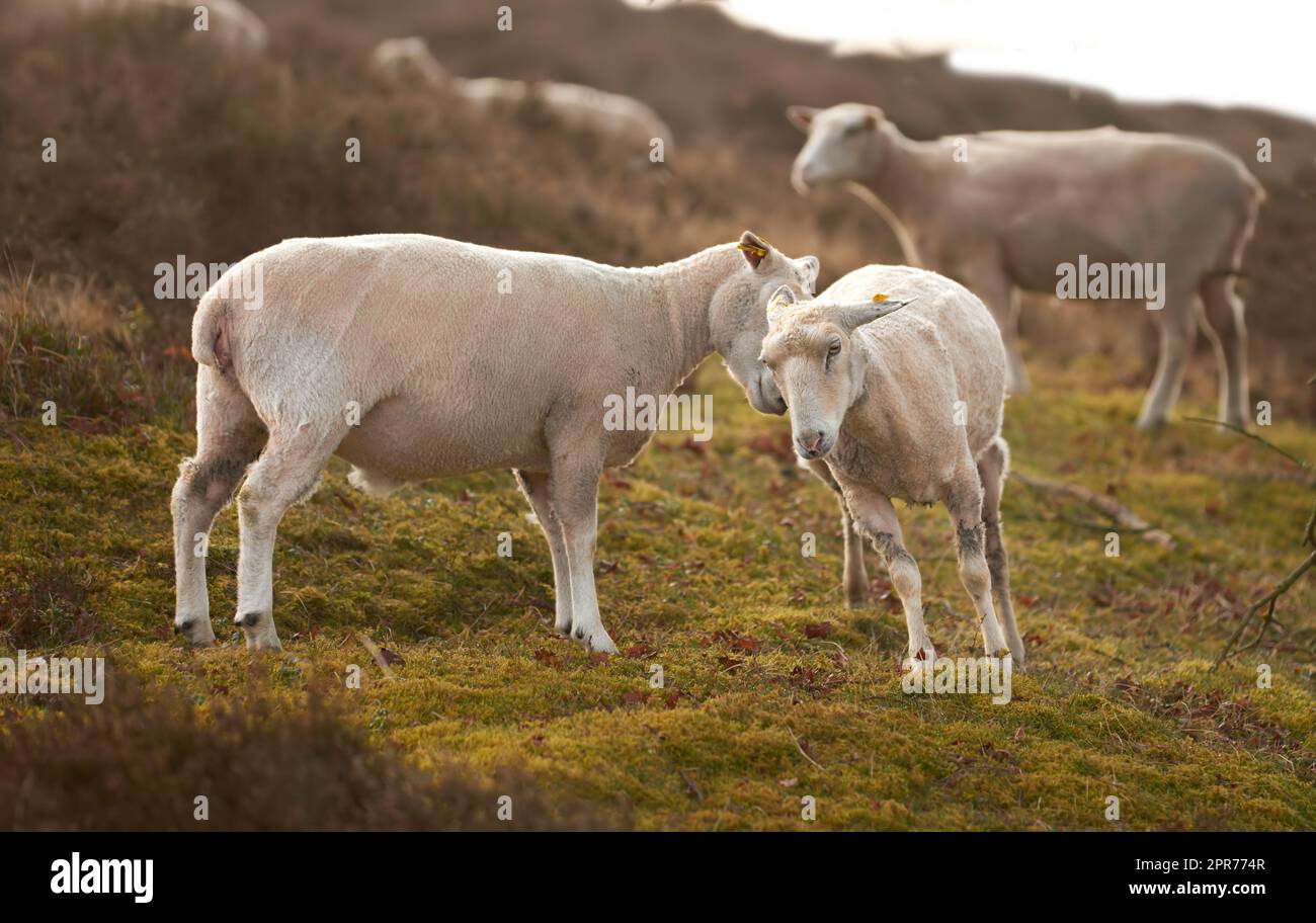 Un gregge di pecore in un prato su una lussureggiante campagna. Pecore di lana rasata che mangiano erba in un campo. Bestiame selvatico al pascolo nel Rebild National Park, Danimarca. Montone biologico e agnello Foto Stock