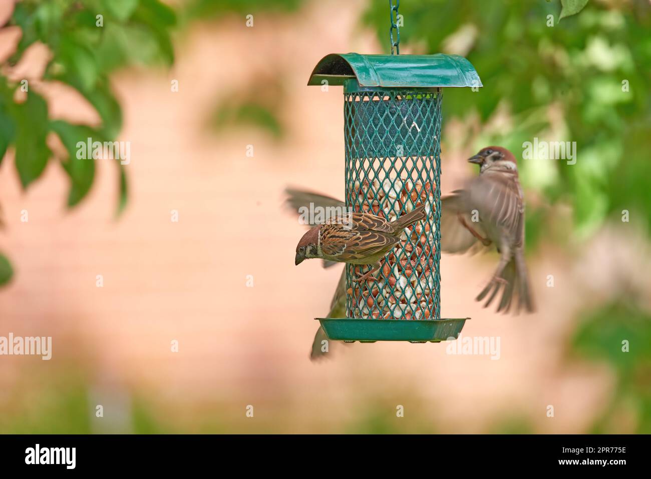 Primo piano di un gruppo di passeri che mangiano semi da un alimentatore di uccelli in giardino a casa. Ingrandito tre uccelli che raccolgono cibo e spuntini da un contenitore di metallo appeso a un albero nel cortile Foto Stock
