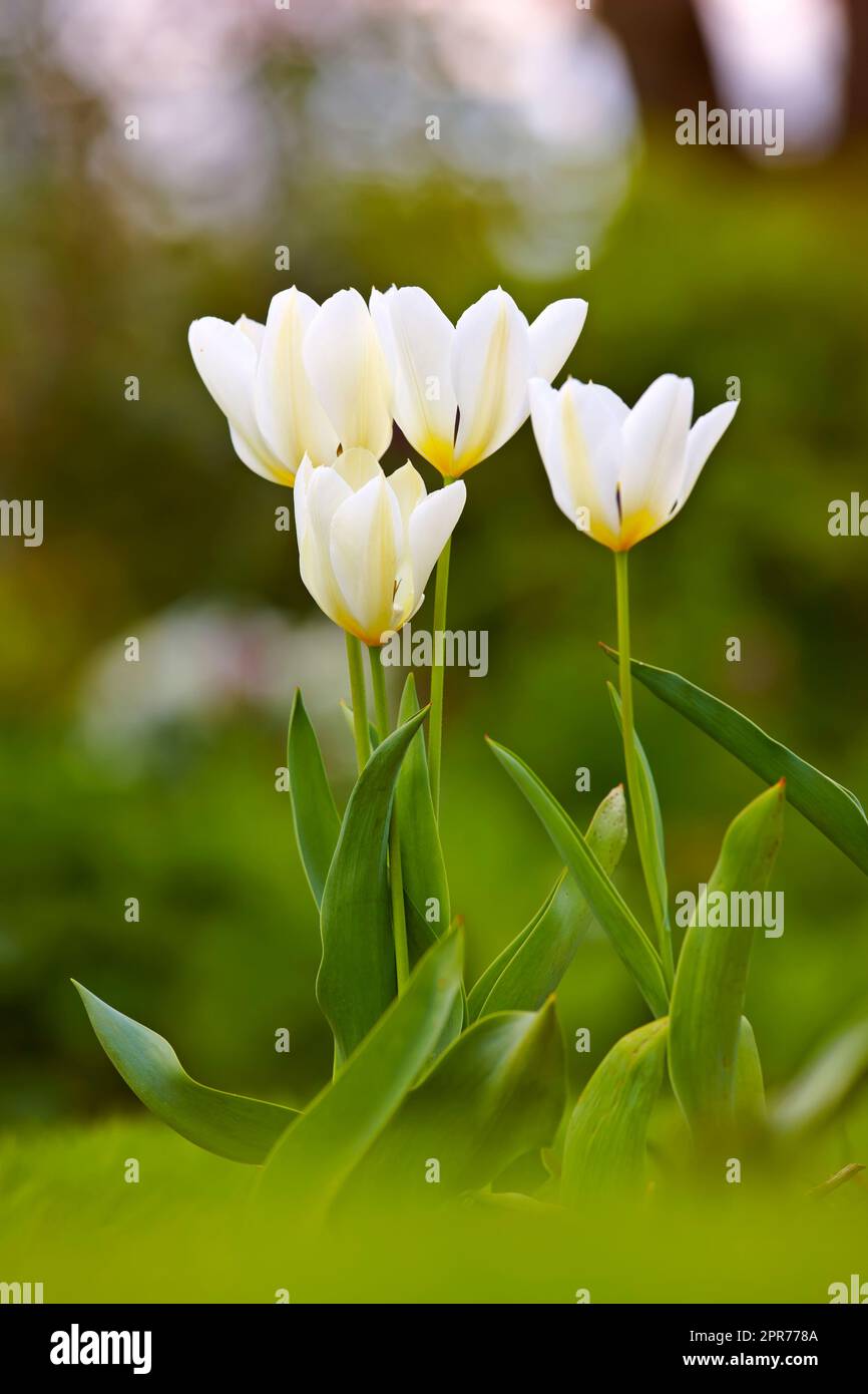 Primo piano dei tulipani bianchi in un parco o in un giardino in una giornata estiva con sfondo bokeh. Scopri i fiori di stagione che crescono nella natura. Dettagli, trama e schema della natura di una testata di fiori Foto Stock