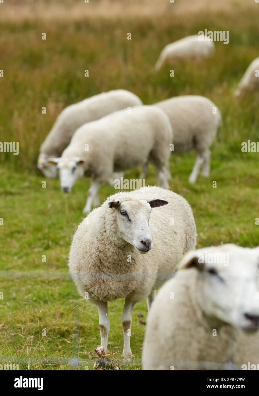 Gruppo di ovini che si trovano insieme e che pascolano su un pascolo di un'azienda agricola. Animali pelosi e di lana che mangiano erba verde in terreni agricoli remoti e terreni agricoli. Allevare bestiame per l'industria dell'abbigliamento Foto Stock