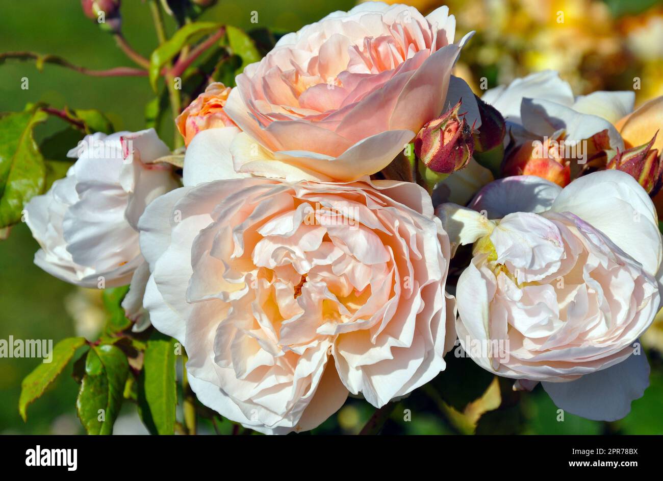 Rose rosa chiaro in piena fioritura Foto Stock