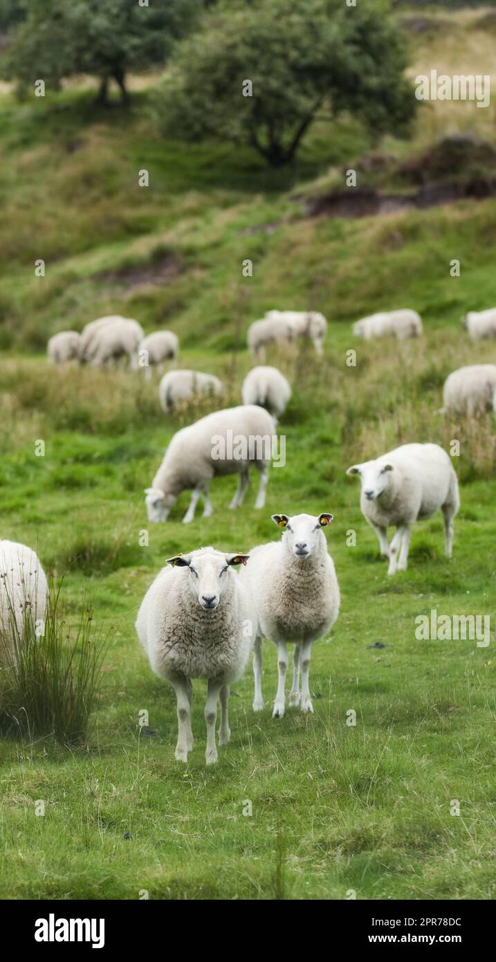 Un gregge di pecore all'aperto in una fattoria che pascolava prati verdi luminosi, prati ed erba. Animali bianchi che si nutrono in natura in terreni agricoli in un giorno d'estate. Bestiame su un grande pezzo di terra Foto Stock