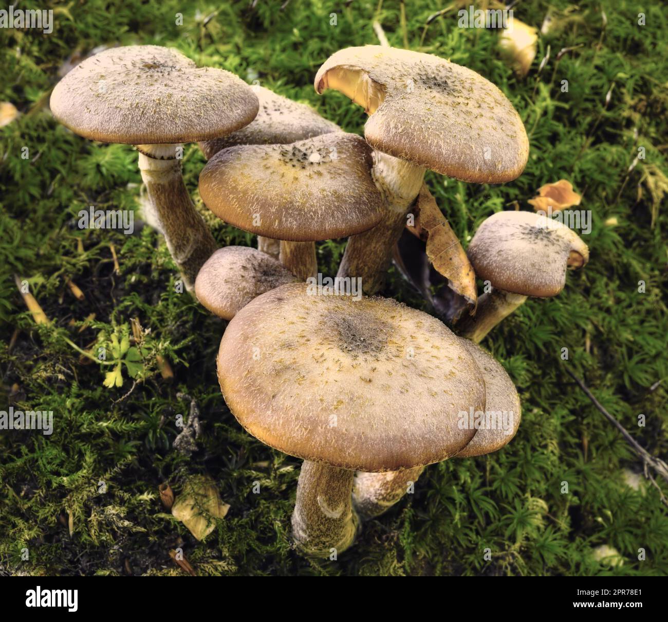 Una specie comune di funghi che cresce in erba verde all'aperto su un prato in natura. Un mazzo o gruppo di funghi invasivi Armillaria Borealis in una foresta o in un cortile nell'ambiente Foto Stock