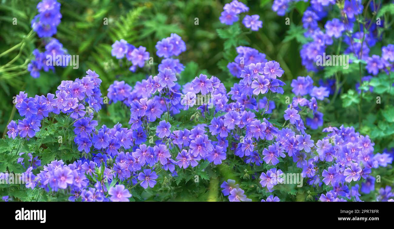 Paesaggio di fiori di geranio prato in un giardino d'estate. Piante viola che crescono in una foresta botanica in primavera. Bellissime piante a fiore di viola che si infilano nel suo ambiente naturale in natura Foto Stock