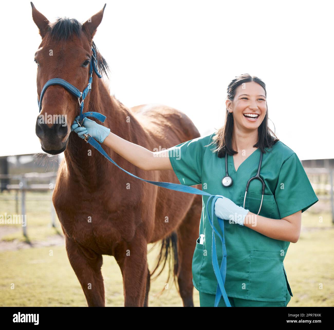 HES come fit come un fiddle. Shot di un giovane e attraente veterinario in piedi da solo e frequentando un cavallo in una fattoria. Foto Stock