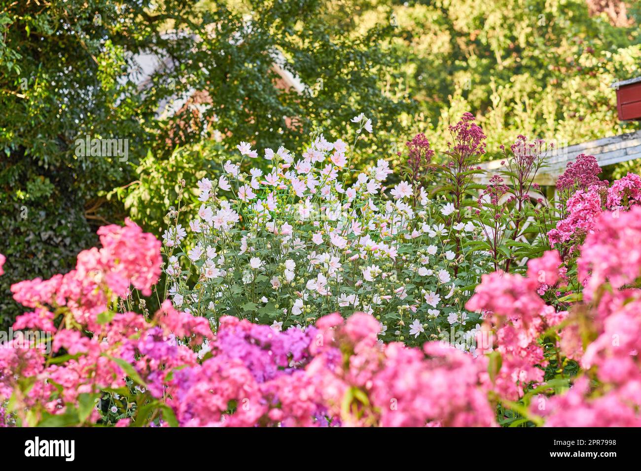 Fiori del cosmo rosa che crescono e fioriscono in un lussureggiante cespuglio verde in un giardino o in un cortile. Dettagli testurizzati di varie piante che fioriscono e fioriscono. Appassionato di orticoltura e botanica fresca Foto Stock