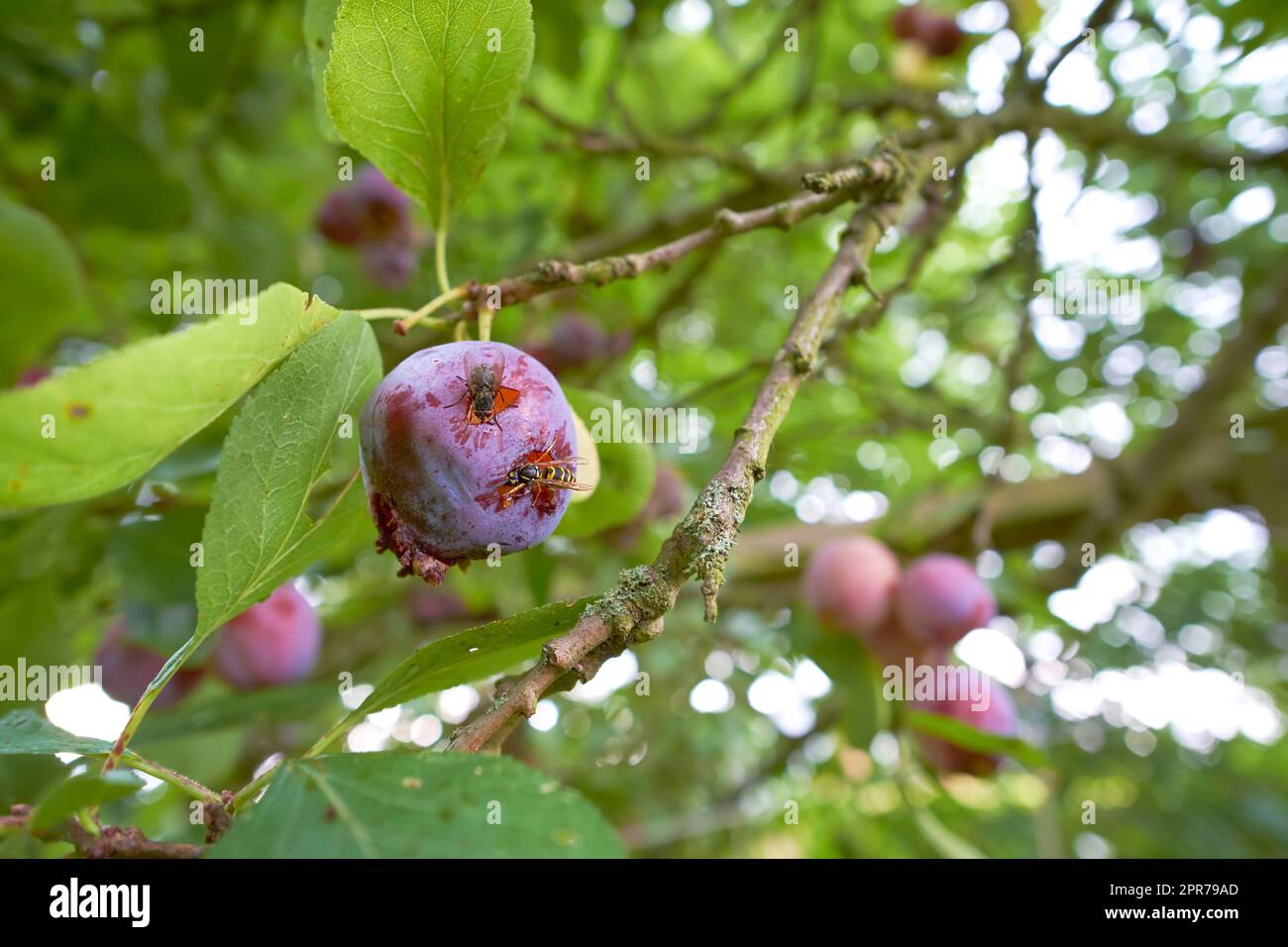 Primo piano delle vespe che mangiano prugne mature che crescono su un albero in un giardino o in un campo. Dettagli della fauna selvatica in natura, frutta biologica appesa ai rami della campagna rurale con spazio d'autore Foto Stock