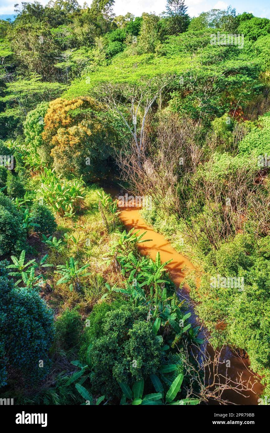 Un fiume con alberi in una foresta pluviale in una giornata di sole. Paesaggio naturale selvaggio di silvicoltura con un flusso d'acqua fangoso e verde fogliame in estate. Vista aerea di una giungla o foresta con molta vegetazione Foto Stock