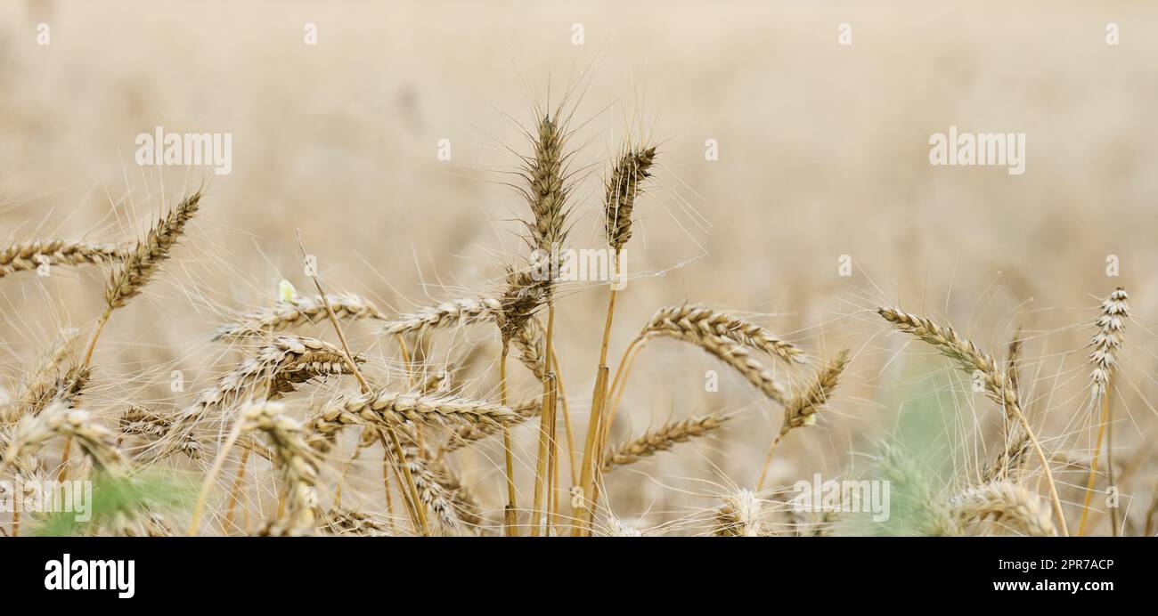 Campo con grano maturo giallo in un giorno d'estate. Buon raccolto Foto Stock