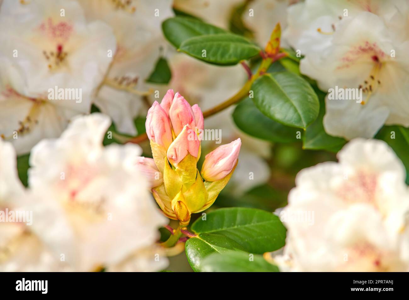 Rhododendron è un genere di 1.024 specie di piante legnose della famiglia delle brughiere, sempreverdi o decidue, e si trova principalmente in Asia, anche se è diffuso anche negli altopiani meridionali dei monti Appalachi del Nord America. Foto Stock