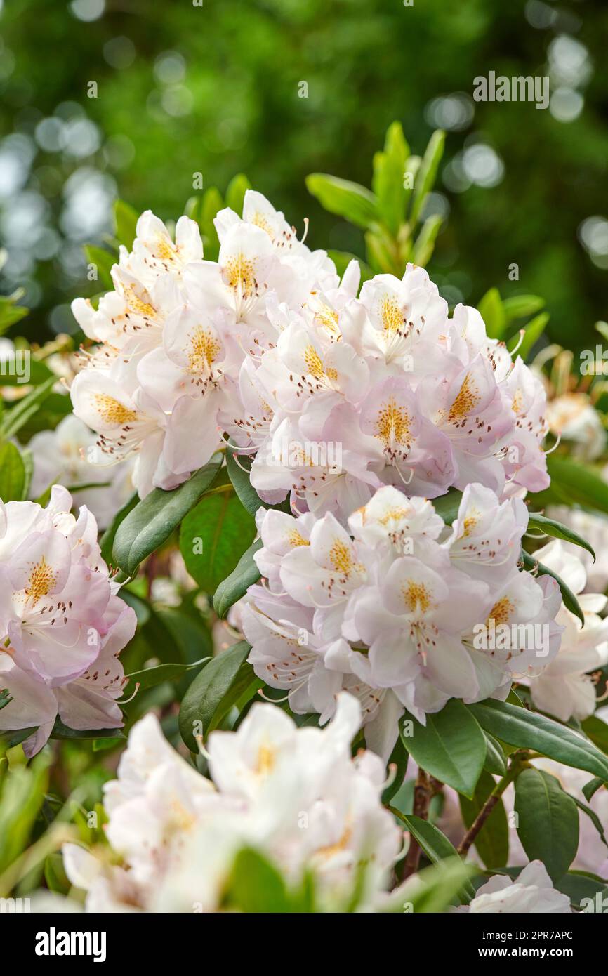 Rhododendron è un genere di 1.024 specie di piante legnose della famiglia delle brughiere, sempreverdi o decidue, e si trova principalmente in Asia, anche se è diffuso anche negli altopiani meridionali dei monti Appalachi del Nord America. Foto Stock