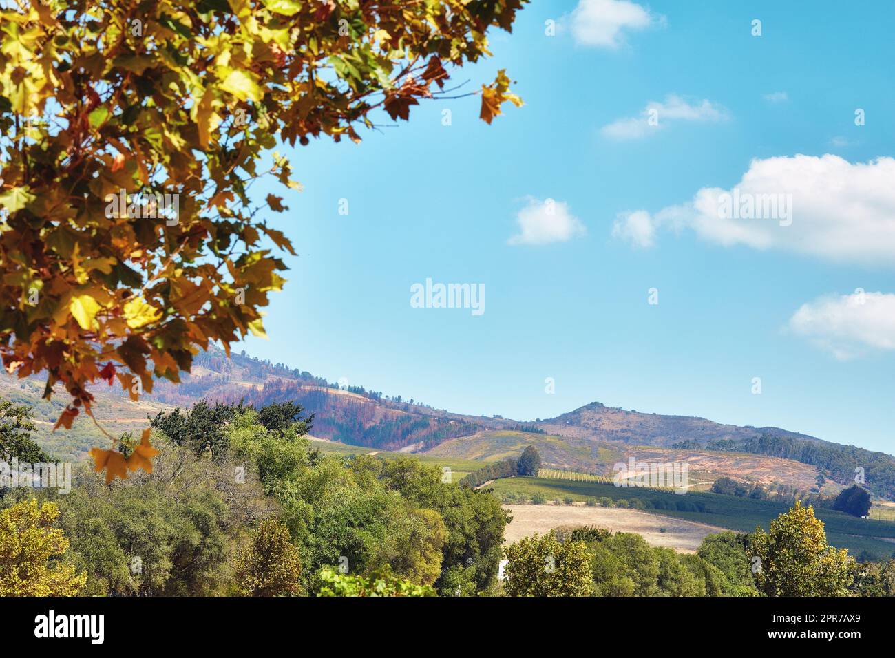 Foglie autunnali e alberi vivaci sul fianco della montagna in Sudafrica, Western Cape. Vista panoramica del terreno naturale con cielo blu nuvoloso e flora indigena. Agricoltura con fondo viticolo Foto Stock