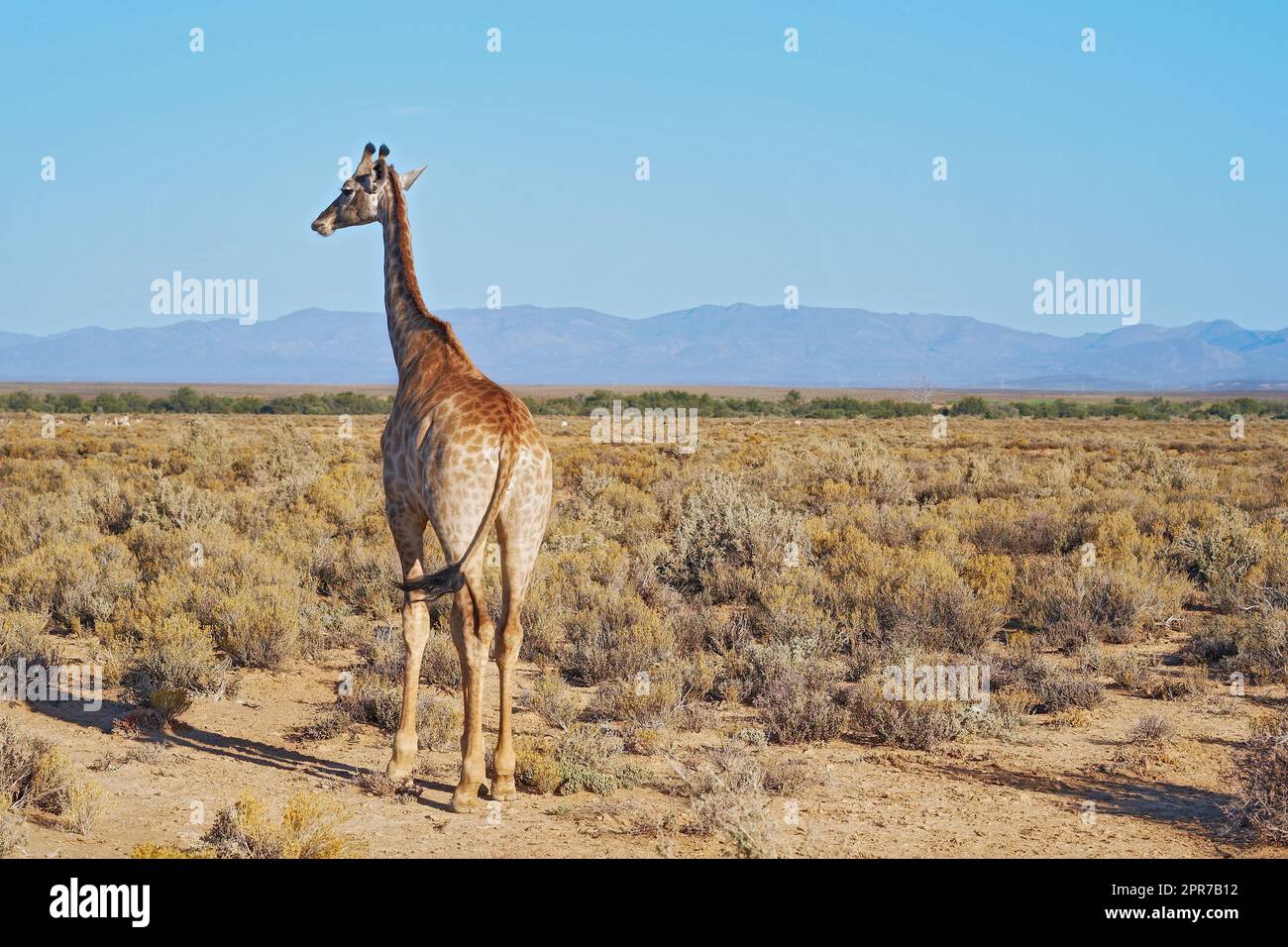 Giraffa in una savana in Sud Africa da dietro in una giornata di sole sullo sfondo di un cielo blu copyspace. Un alto animale selvatico con collo lungo avvistato in un safari in un parco nazionale asciutto e deserto Foto Stock