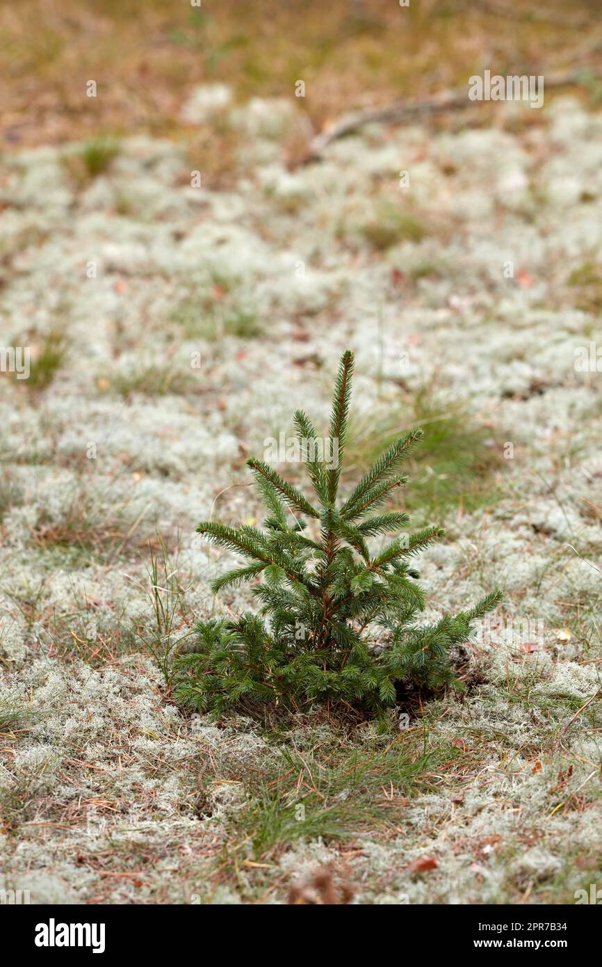 La crescita dei pini, che inizia o inizia a germogliare in erba secca autunnale e nel fogliame nella conservazione della foresta di abeti o cedri. Primo piano, consistenza e dettaglio di piccole piante che crescono in remoti boschi di campagna Foto Stock