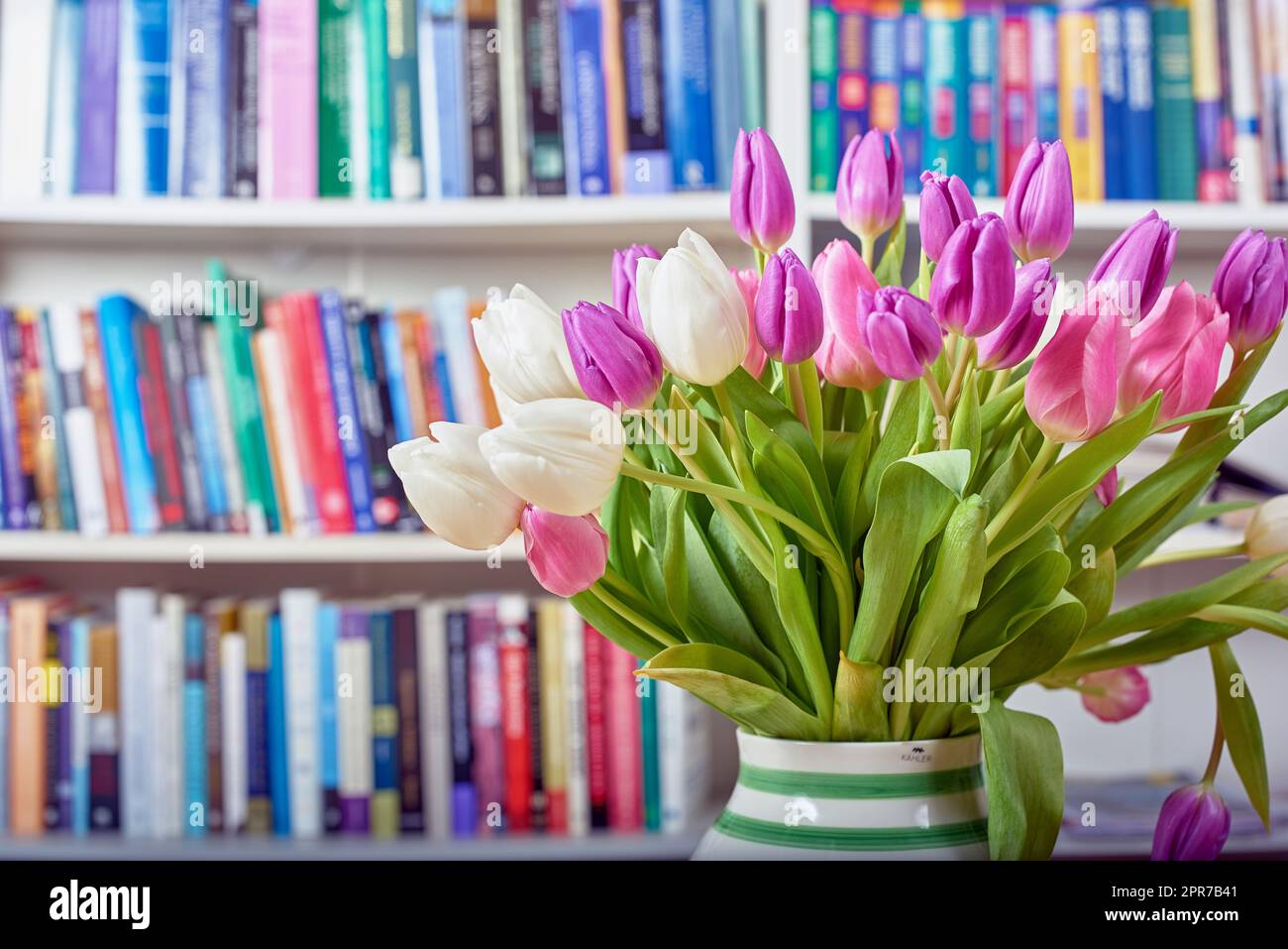 Freschi tulipani bianchi e rosa in un vaso con uno scaffale di libri in biblioteca sullo sfondo. Primo piano di bellissime e colorate piante fiorite in fiore. Bouquet vivace per illuminare una sala lettura Foto Stock