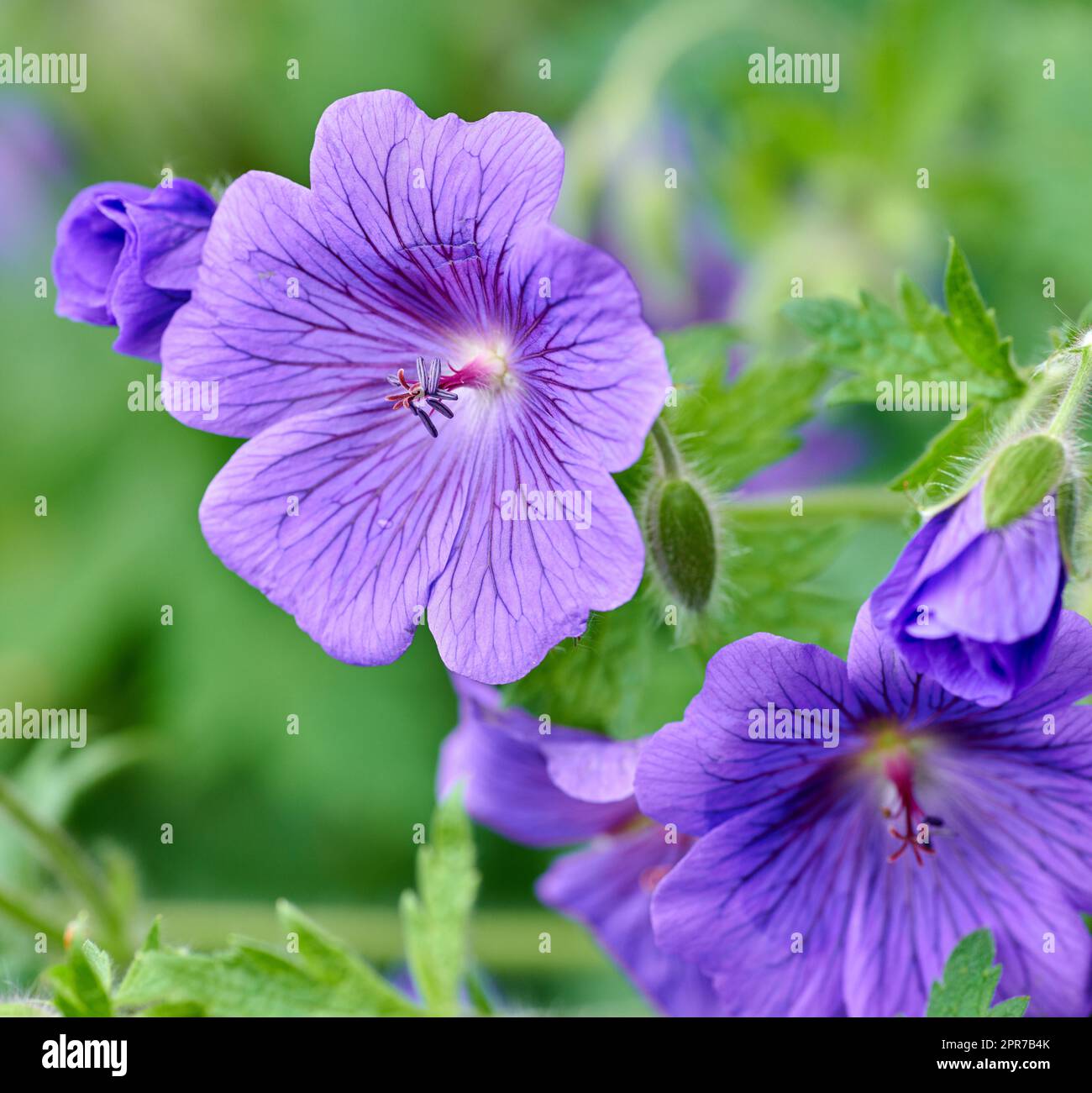 Fiori di geranio viola del cranesbill che crescono in un giardino botanico in una giornata di sole all'aperto. Primo piano di belle piante con vibranti petali viola bloomi Foto Stock