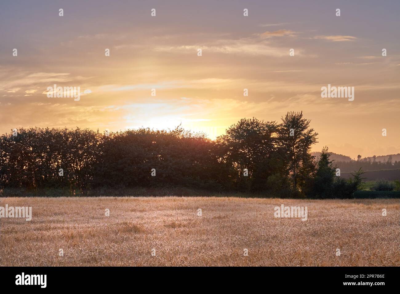 Tramonto dorato su colture sostenibili di grano in un campo agricolo aperto durante la stagione del raccolto in una fattoria con spazio copia. Steli di grano secco coltivati in un'azienda agricola biologica in campagna Foto Stock