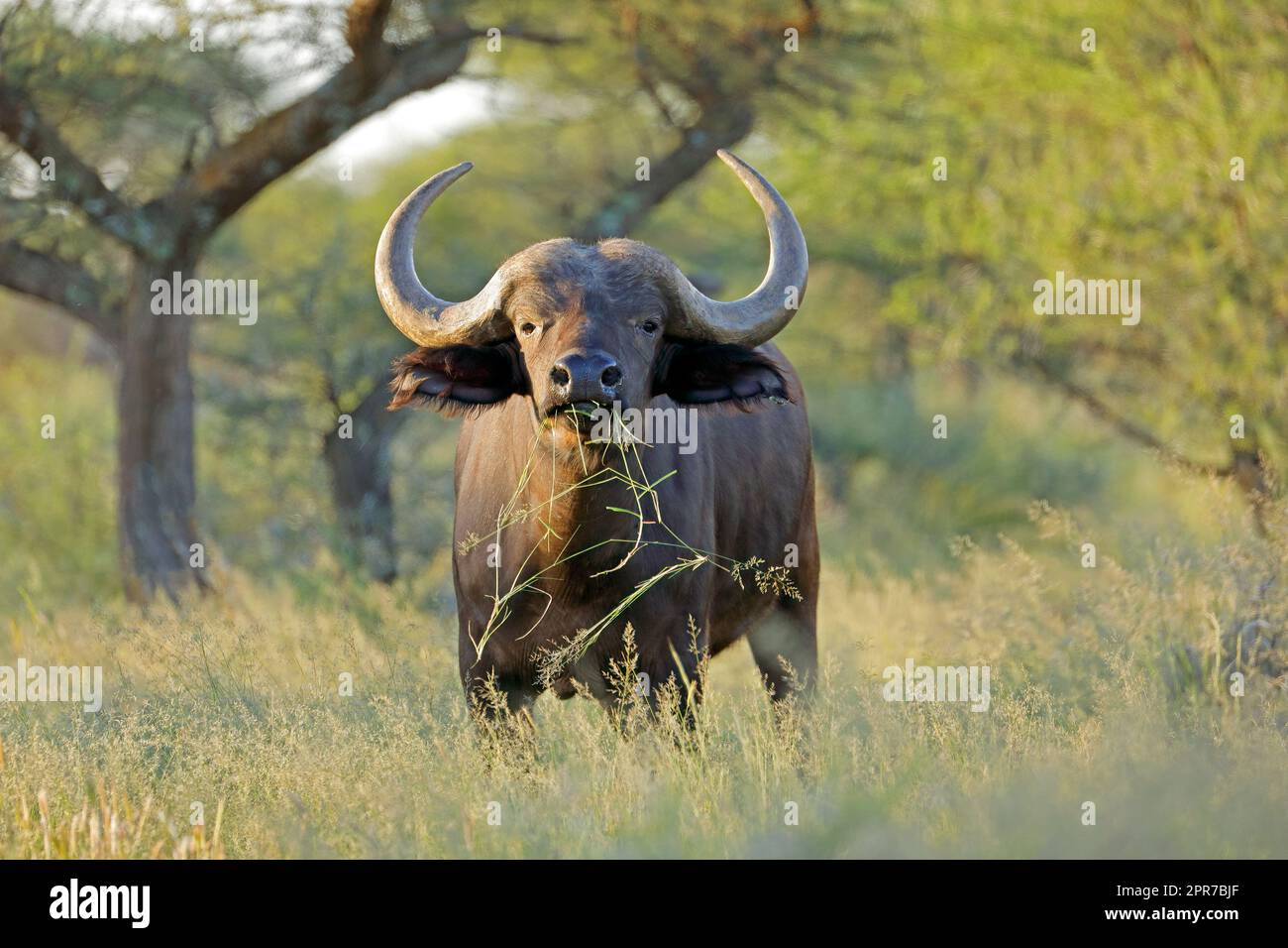 Bufali africani in habitat naturali Foto Stock