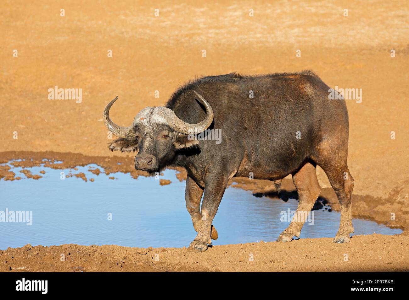 Bufalo africano in una buca d'acqua Foto Stock