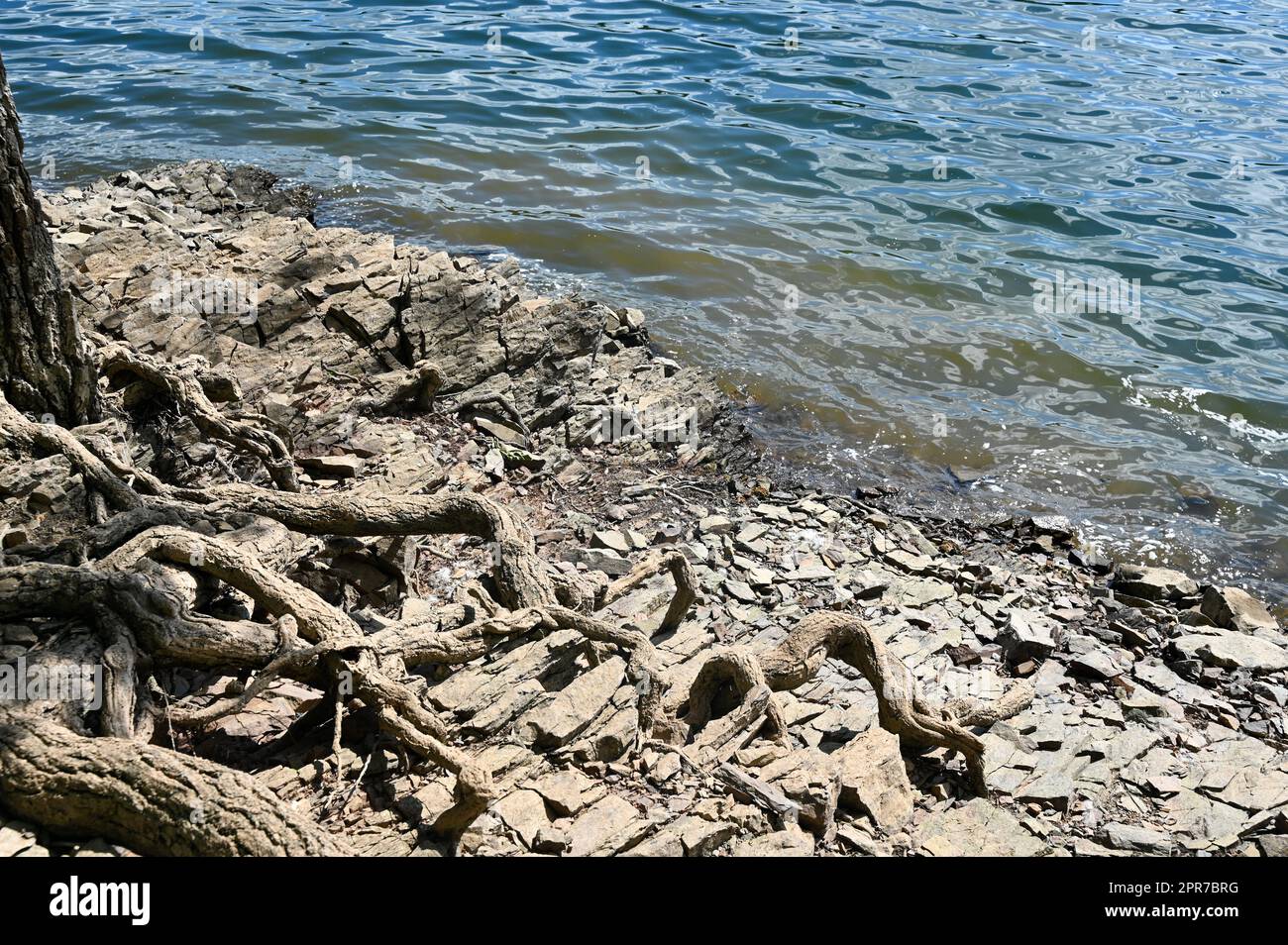 Pietre e radici sulla riva di un lago Foto Stock