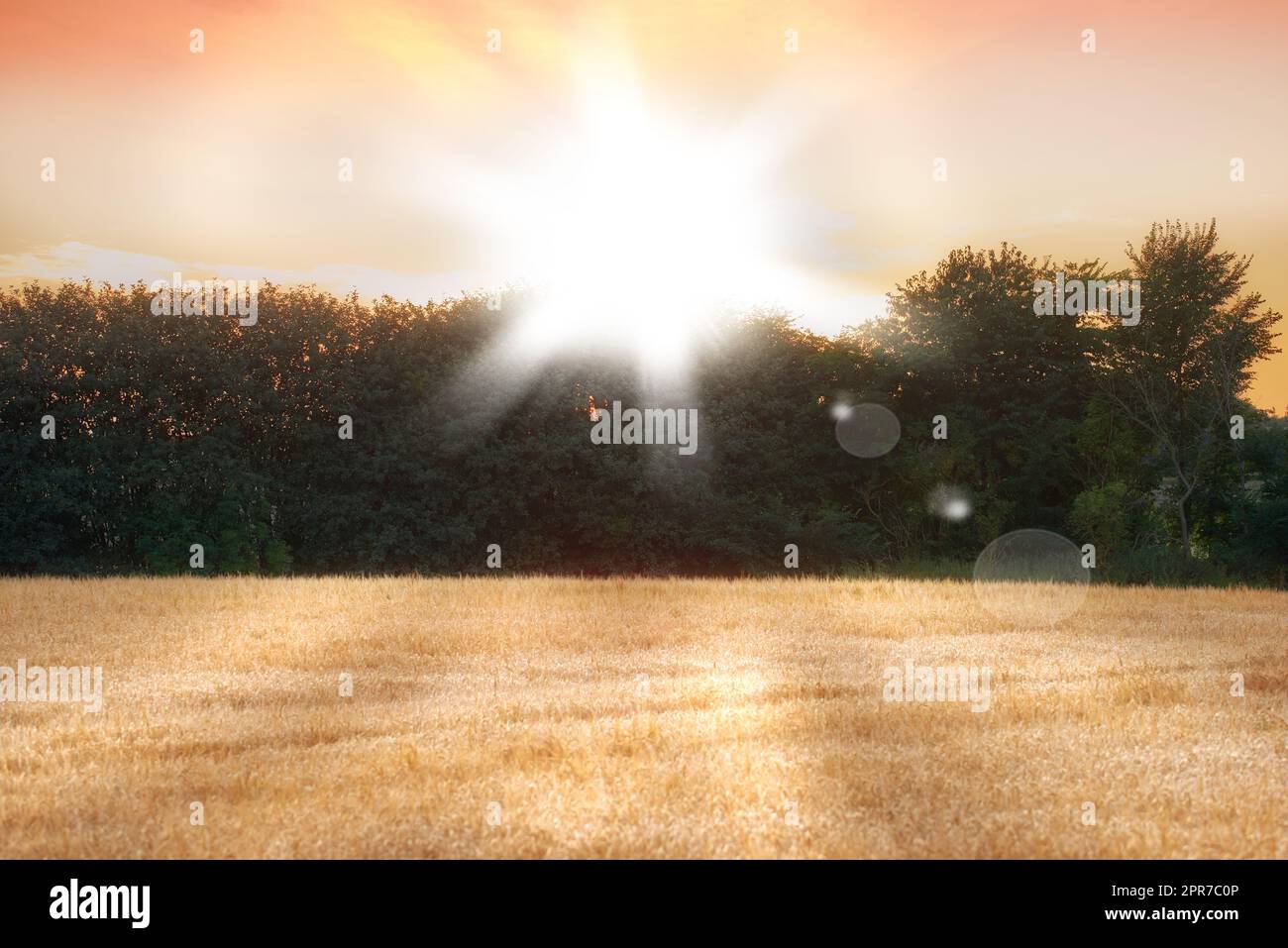 Splendido tramonto su un'area forestale e colture di segale o grano in un'azienda agricola sostenibile. Vista sull'agricoltura in una giornata luminosa e soleggiata in estate o in primavera. Il sole durante il raccolto in stagione Foto Stock