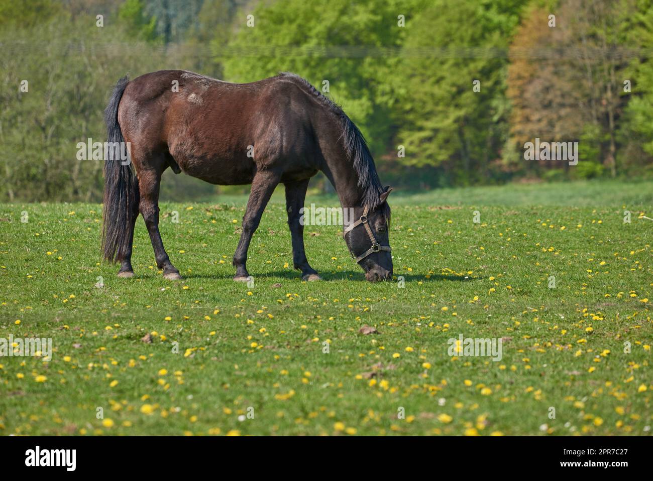 Bellissimo cavallo bruno selvatico che mangia erba in un prato vicino alla campagna. Stallone equino che pascolano su un campo aperto con pascolo verde primavera. Animali che si godono prati in un ranch o in un allevamento di animali Foto Stock