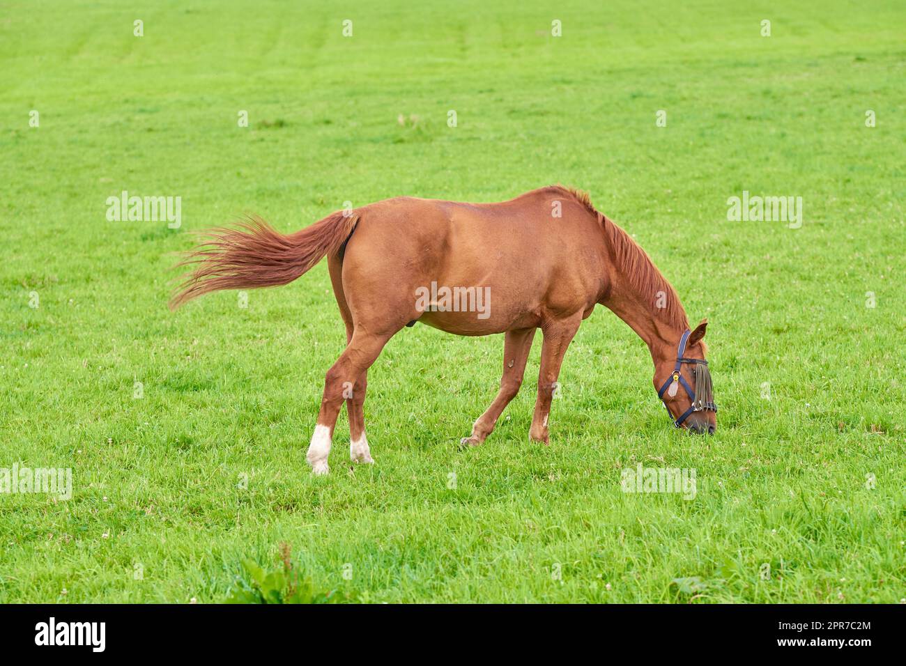 Un cavallo bruno che pascolava su un campo verde aperto su un prato con spazio copioso. Pony di castagno o giovani puledri che mangiano erba in un ranch in campagna. Addomesticare gli animali da fattoria equestre che vagano liberamente per un pascolo Foto Stock