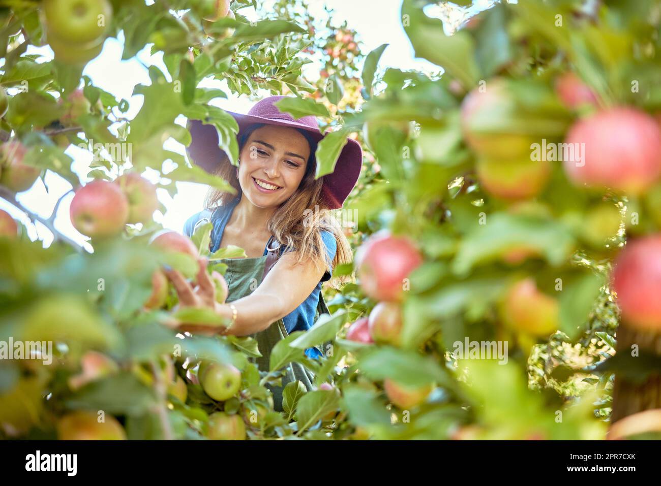 Bella giovane donna che raccoglie mele in una fattoria. Felice contadino che afferra una mela in un frutteto. Prodotti a base di frutta fresca che crescono in un campo su terreni agricoli. L'industria agricola produce nella stagione del raccolto Foto Stock